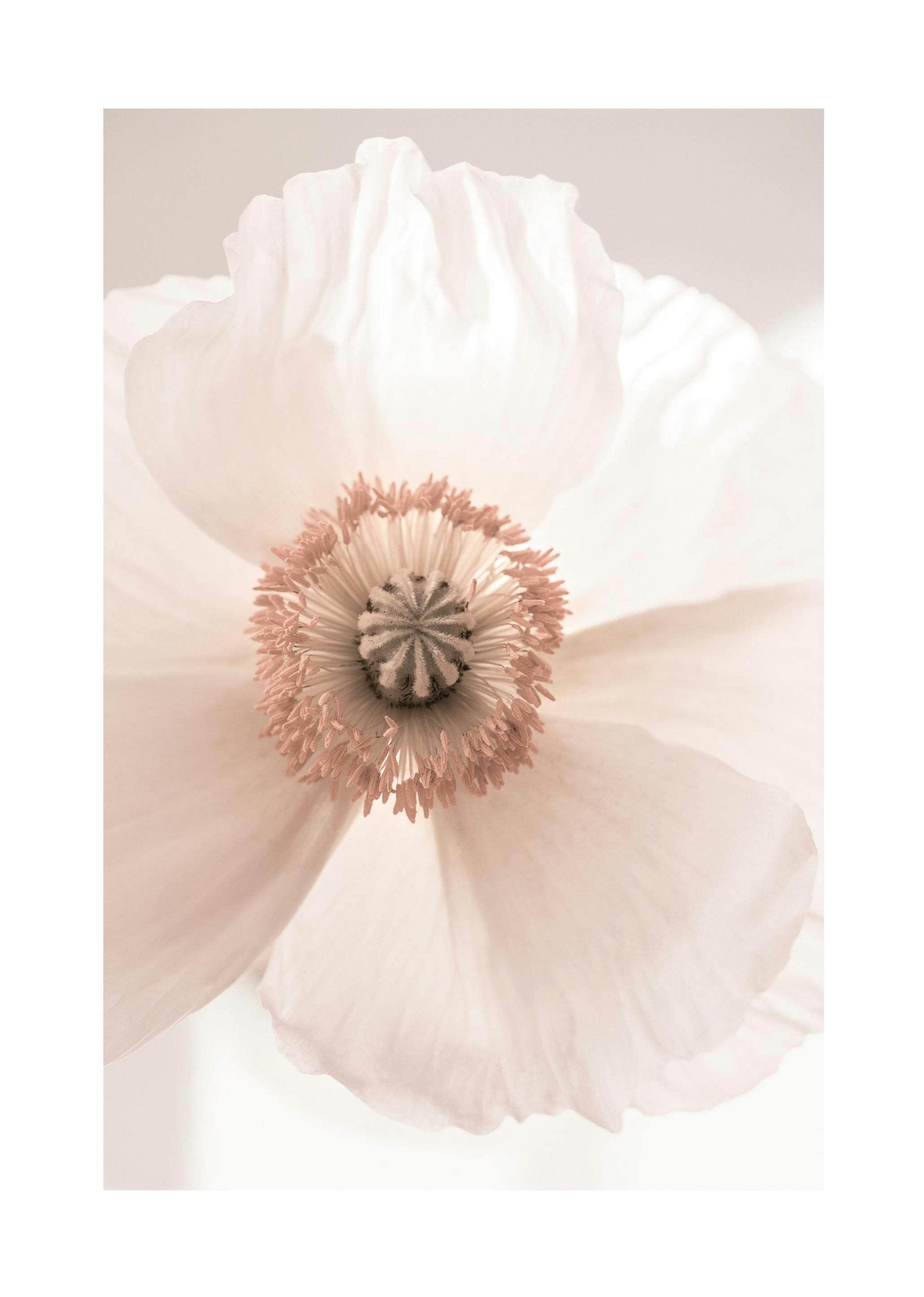Blush Bloom Poster (50x70 cm) - Poster Store