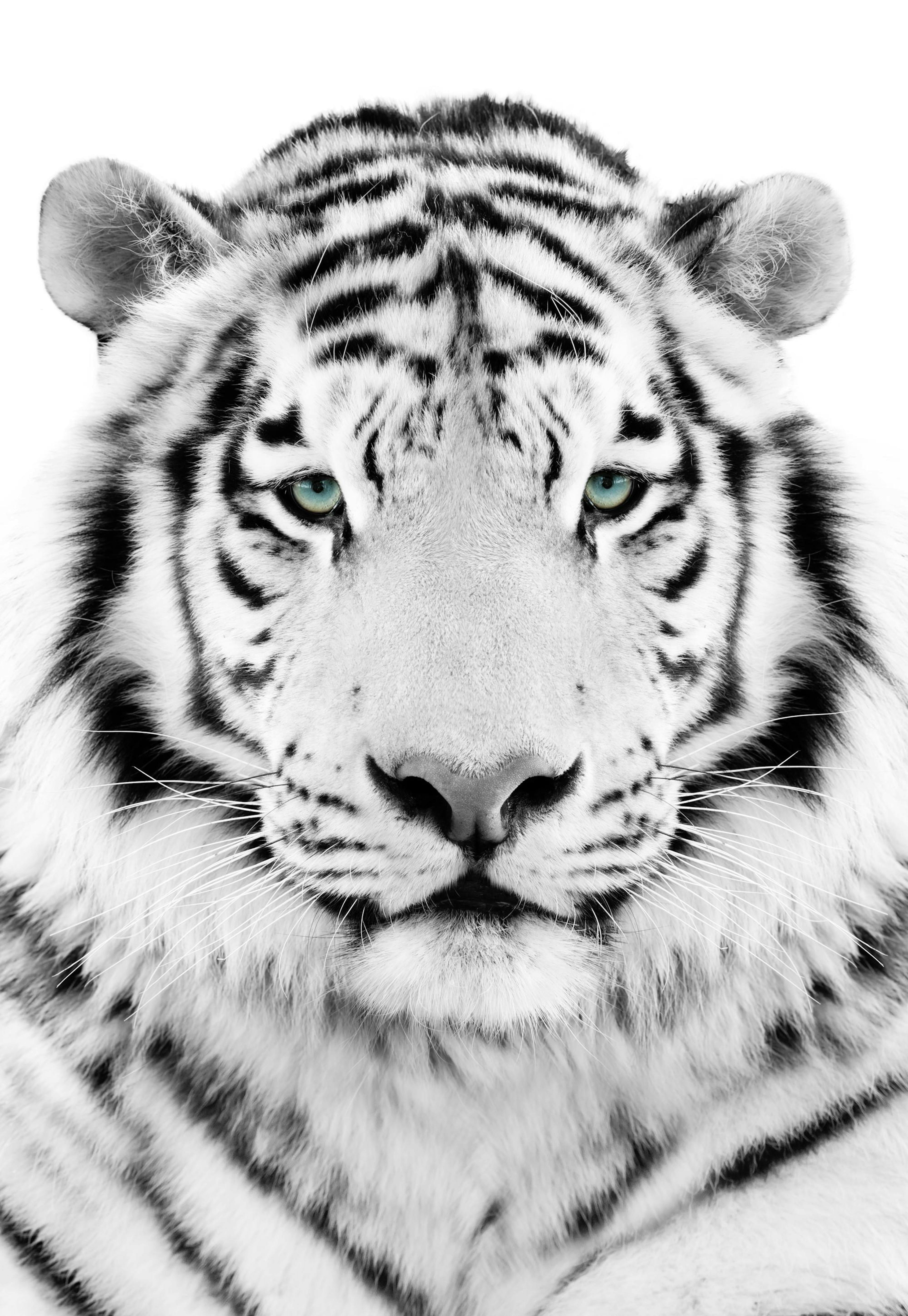Tigre Blanco Póster thumbnail