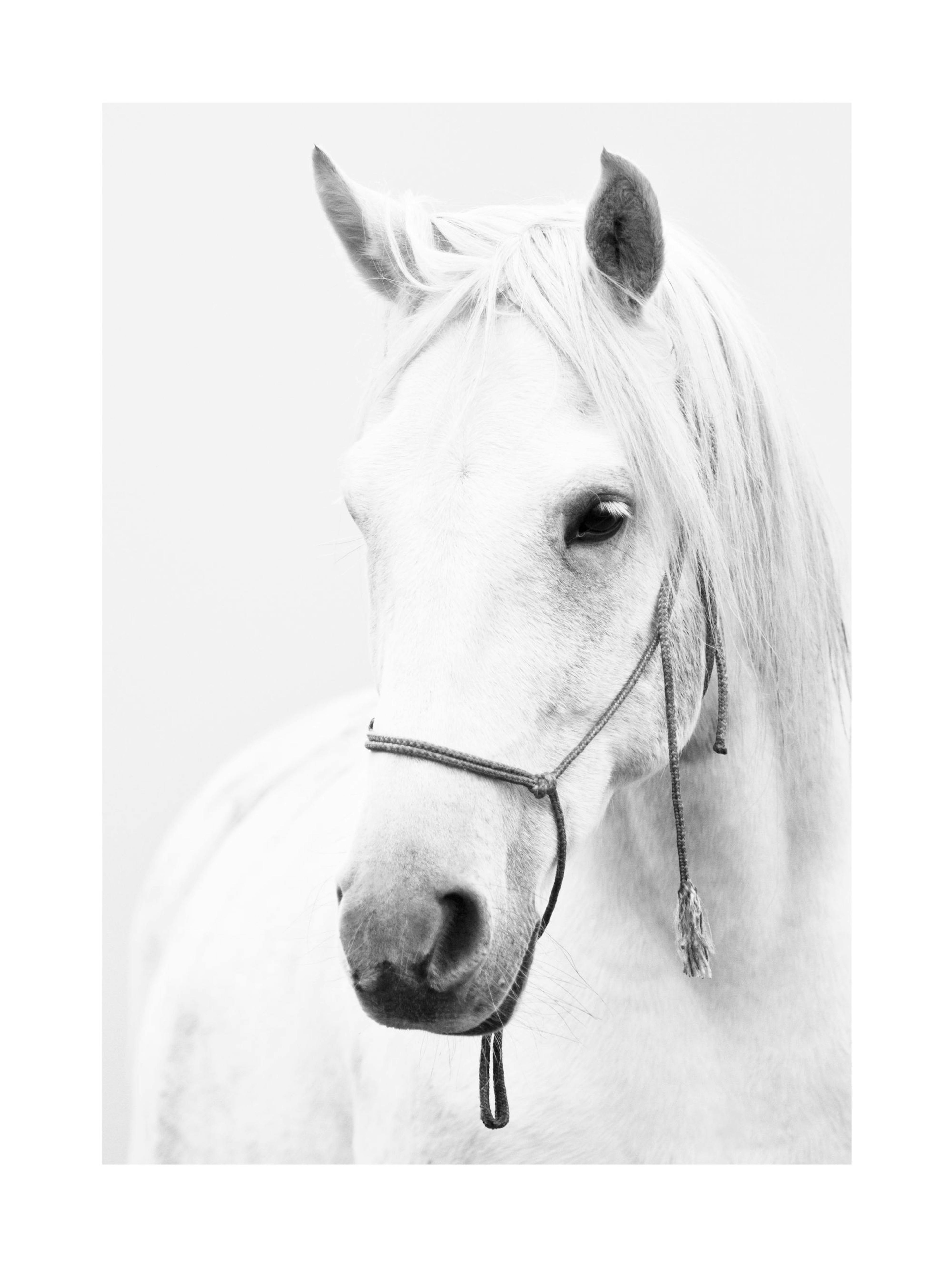 White Stallion Poster thumbnail