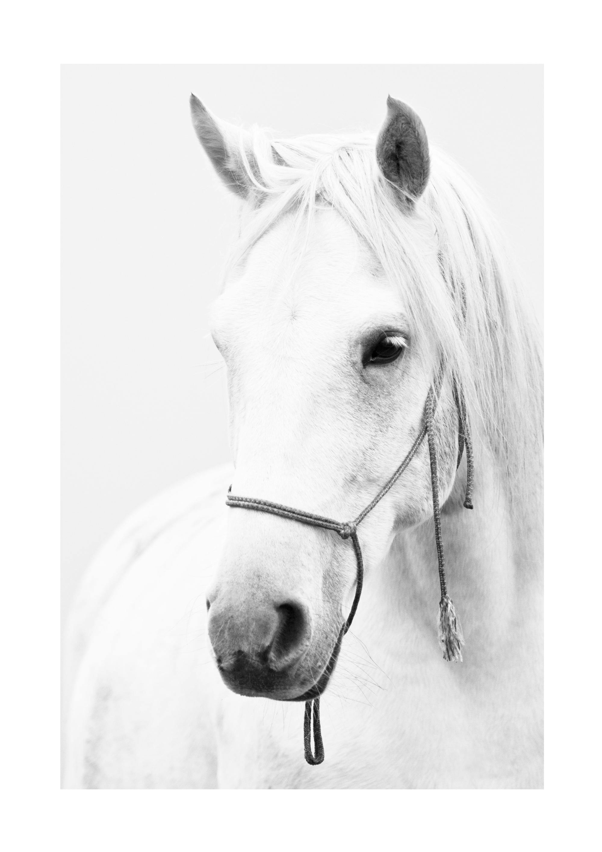 White Stallion Poster 0