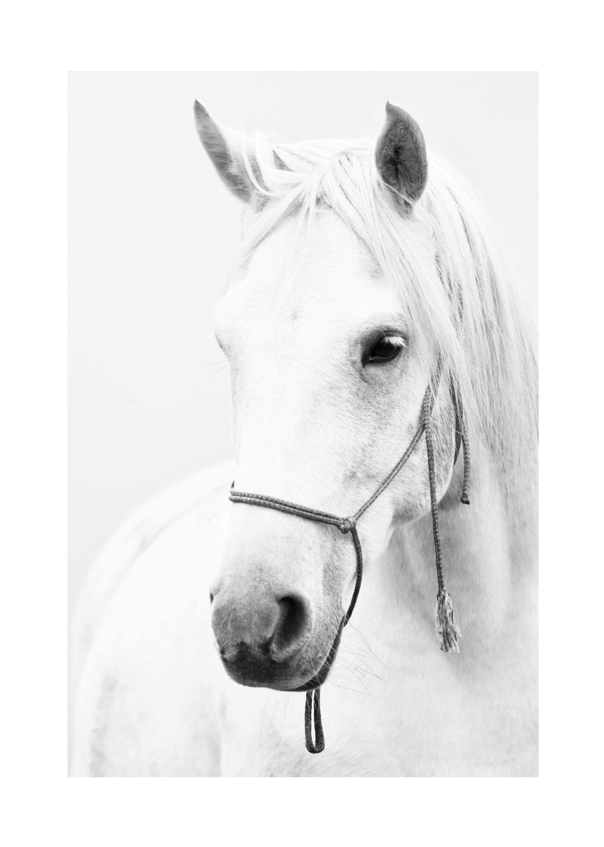 White Stallion Plakat (30x40 cm) - Poster Store