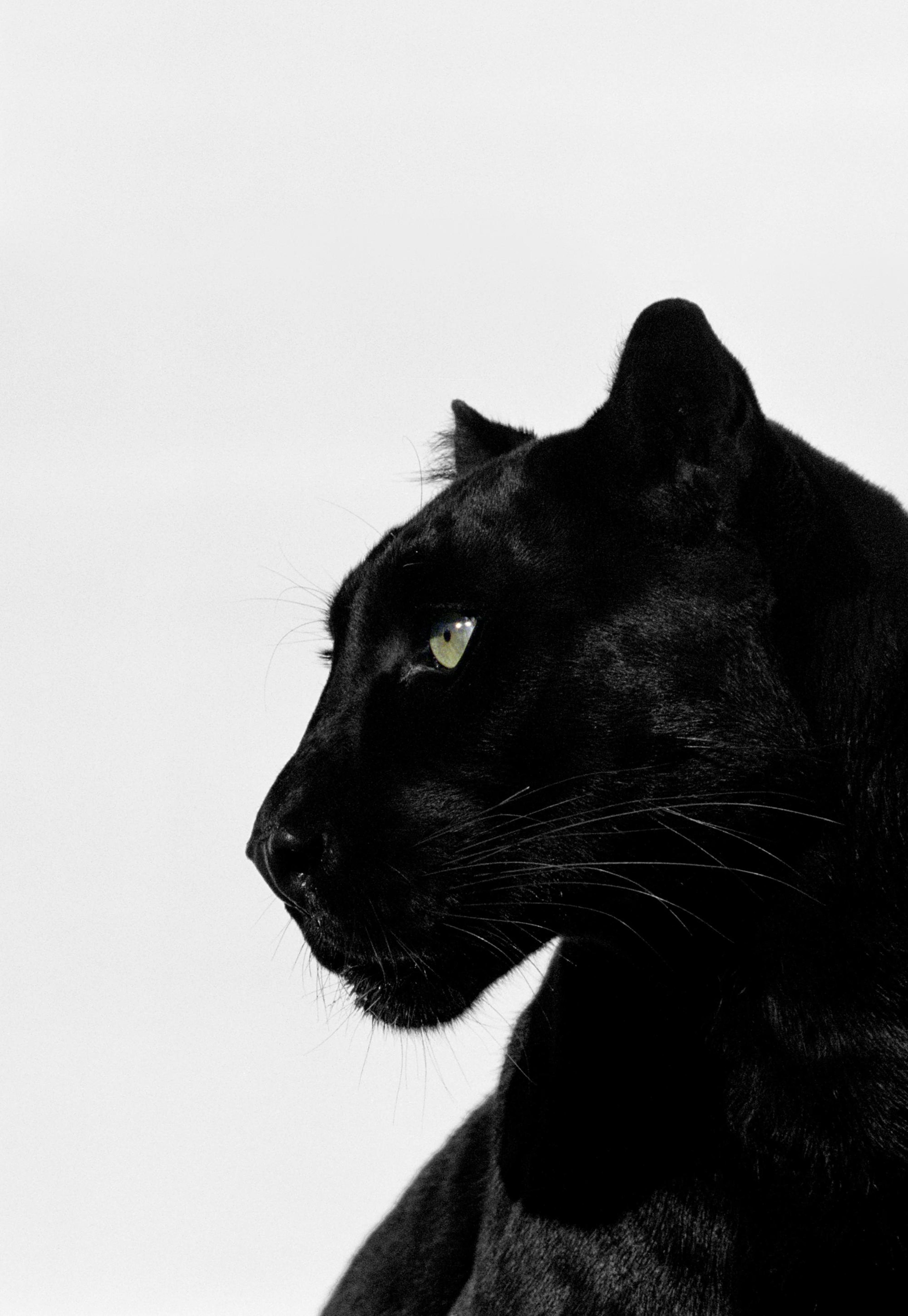 Black Panther Poster 0