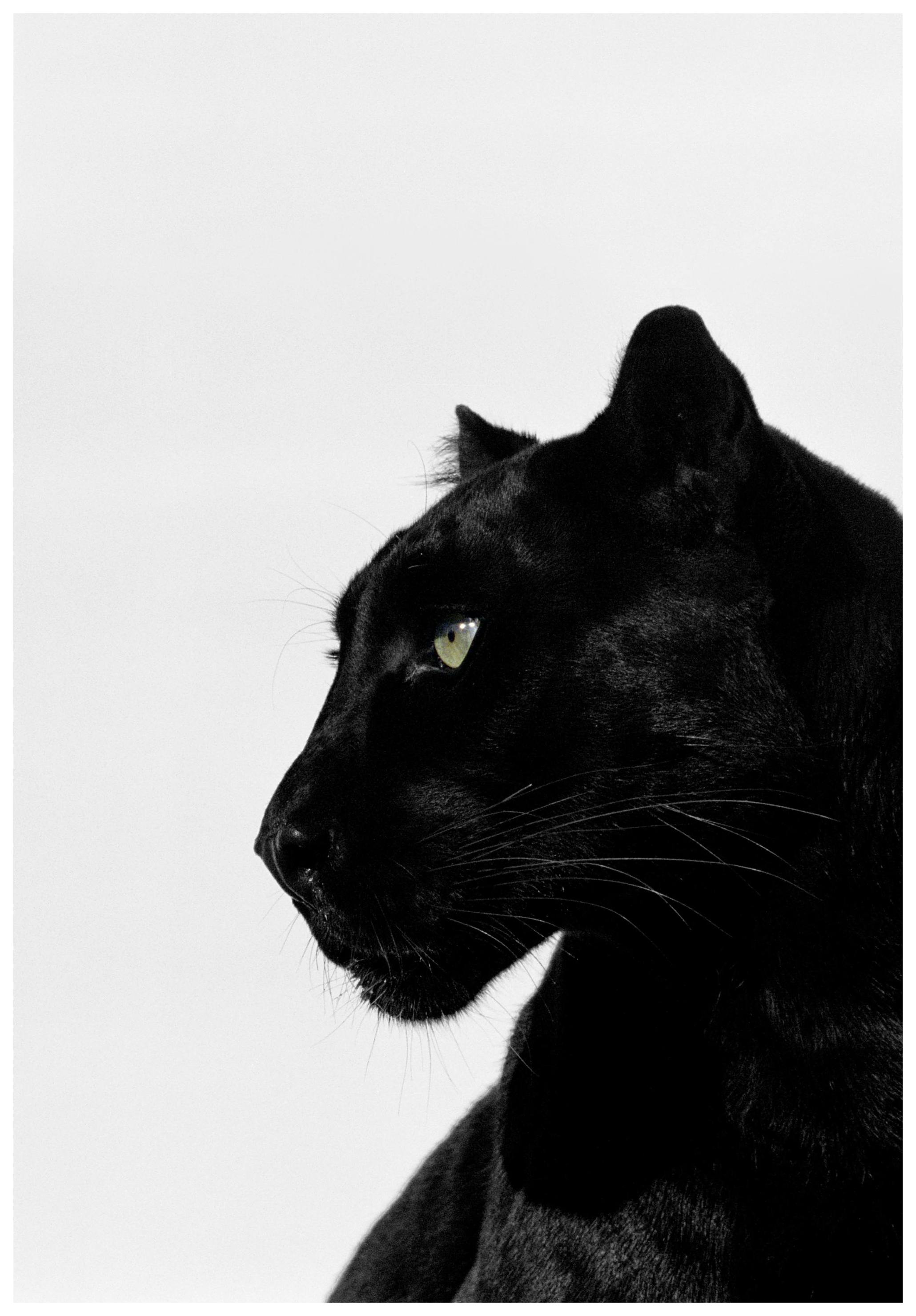 Svart Panter Poster (30x40 cm) - Poster Store