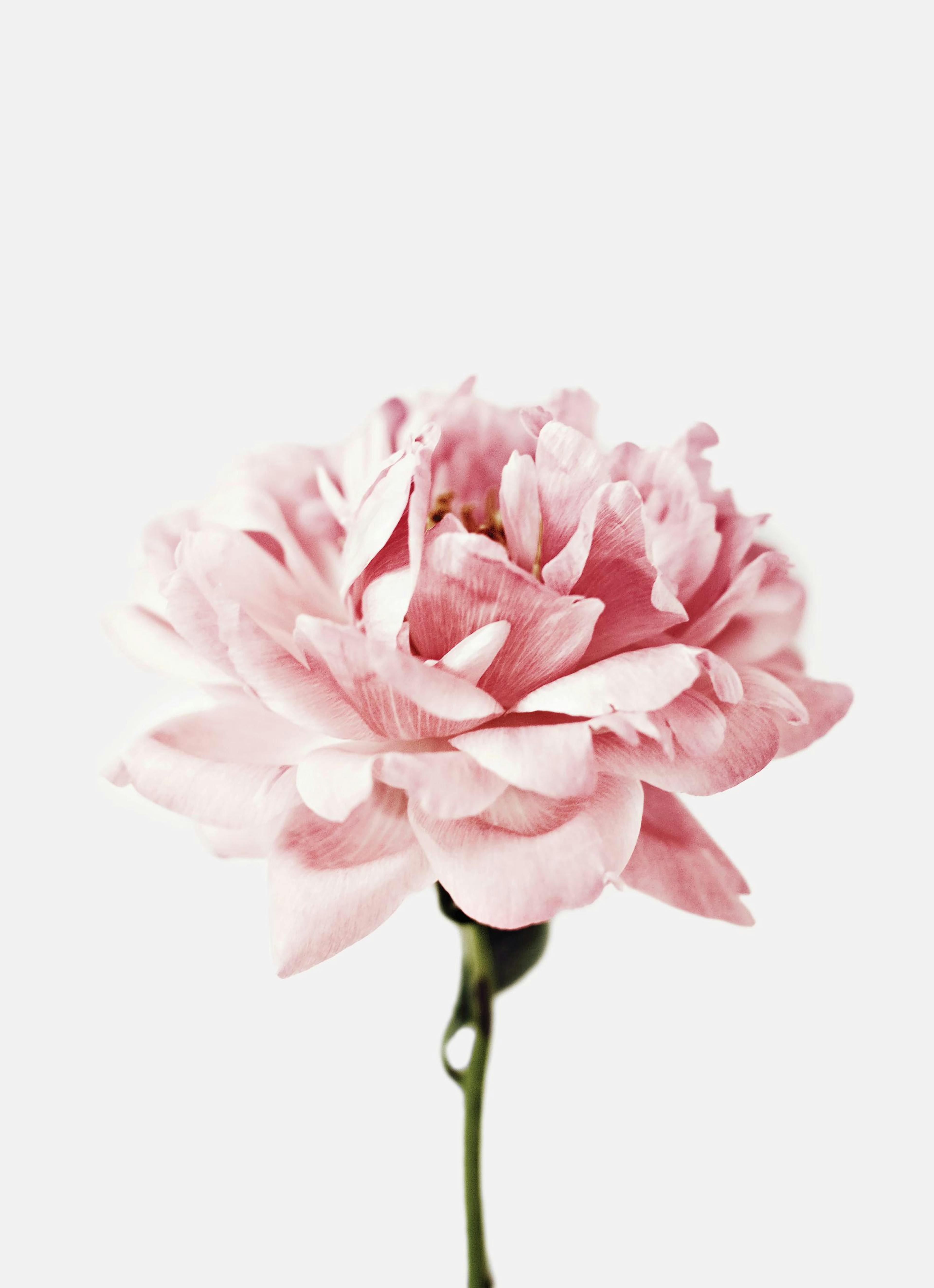 Pink Flower Poster thumbnail