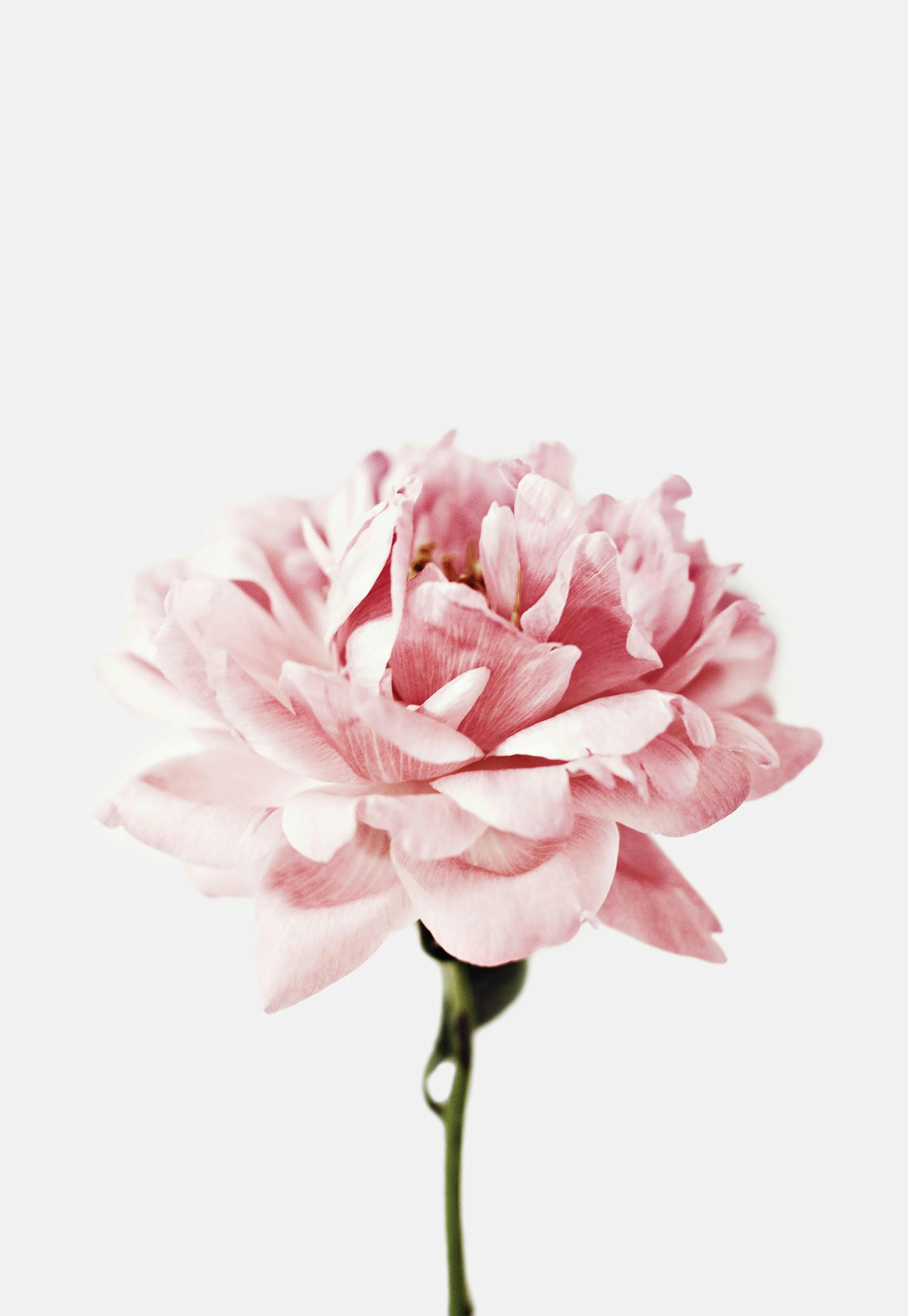 Pink Flower Poster 0
