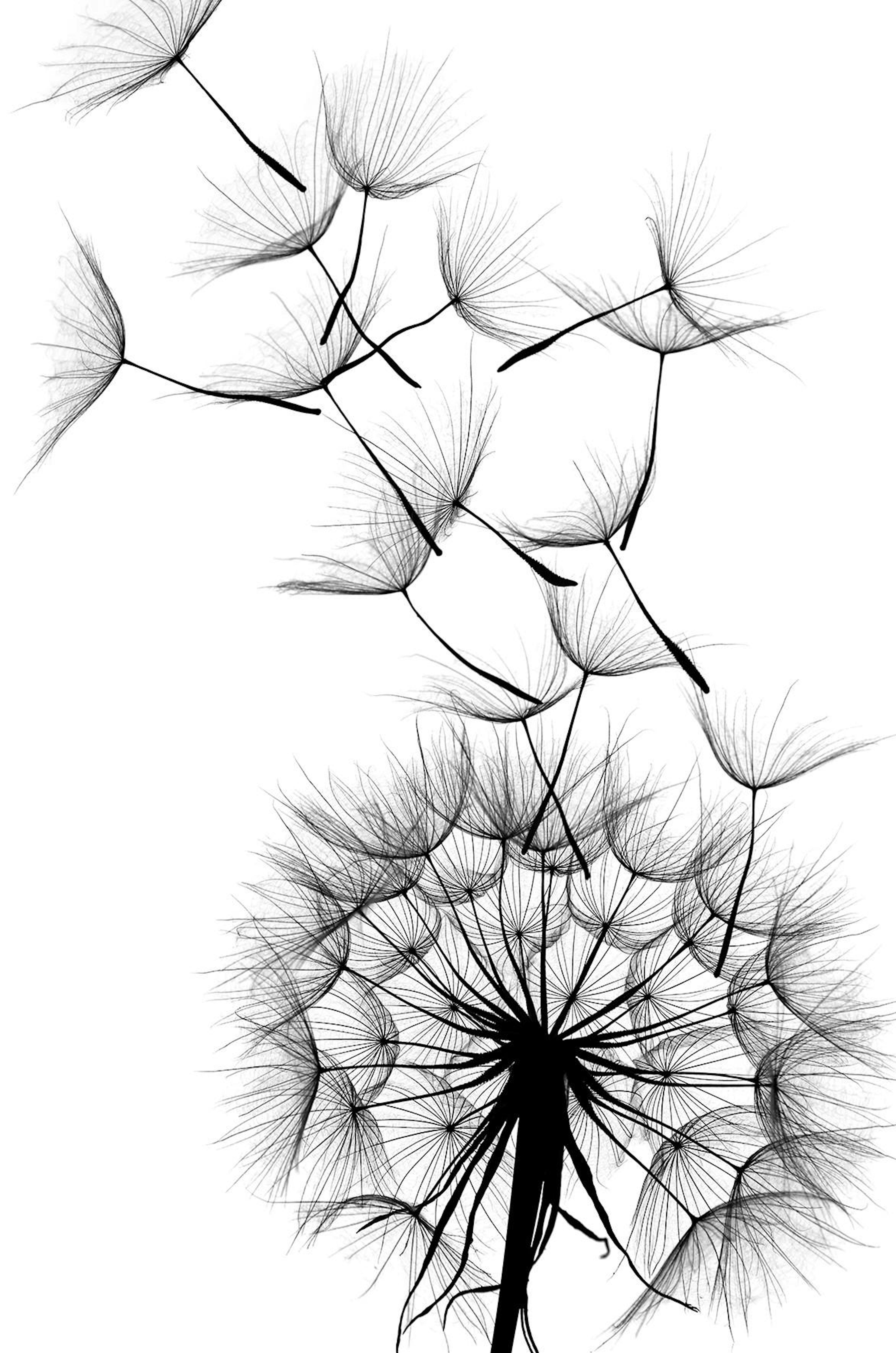 Dandelion wish Poster thumbnail