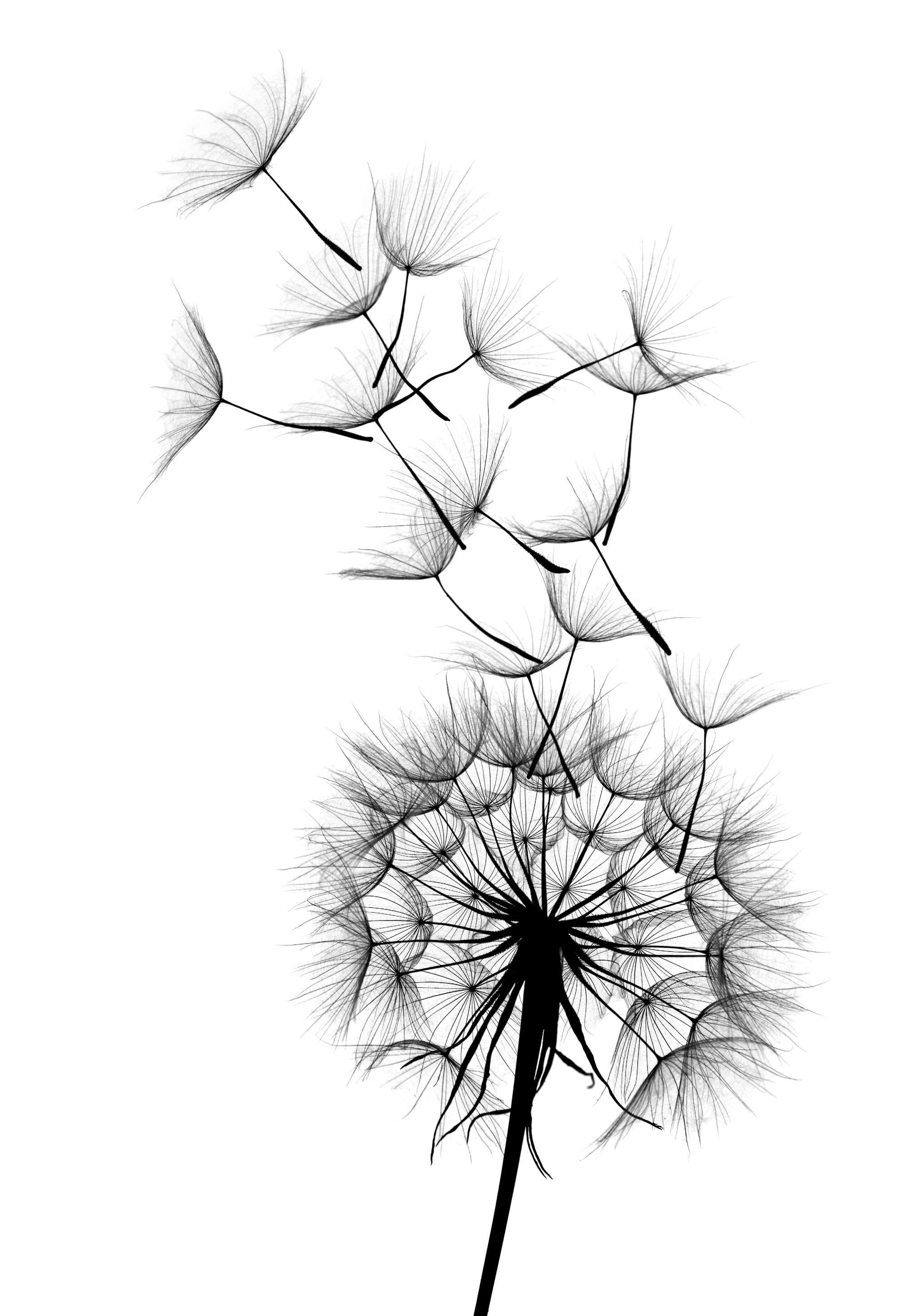 Dandelion wish Poster 0