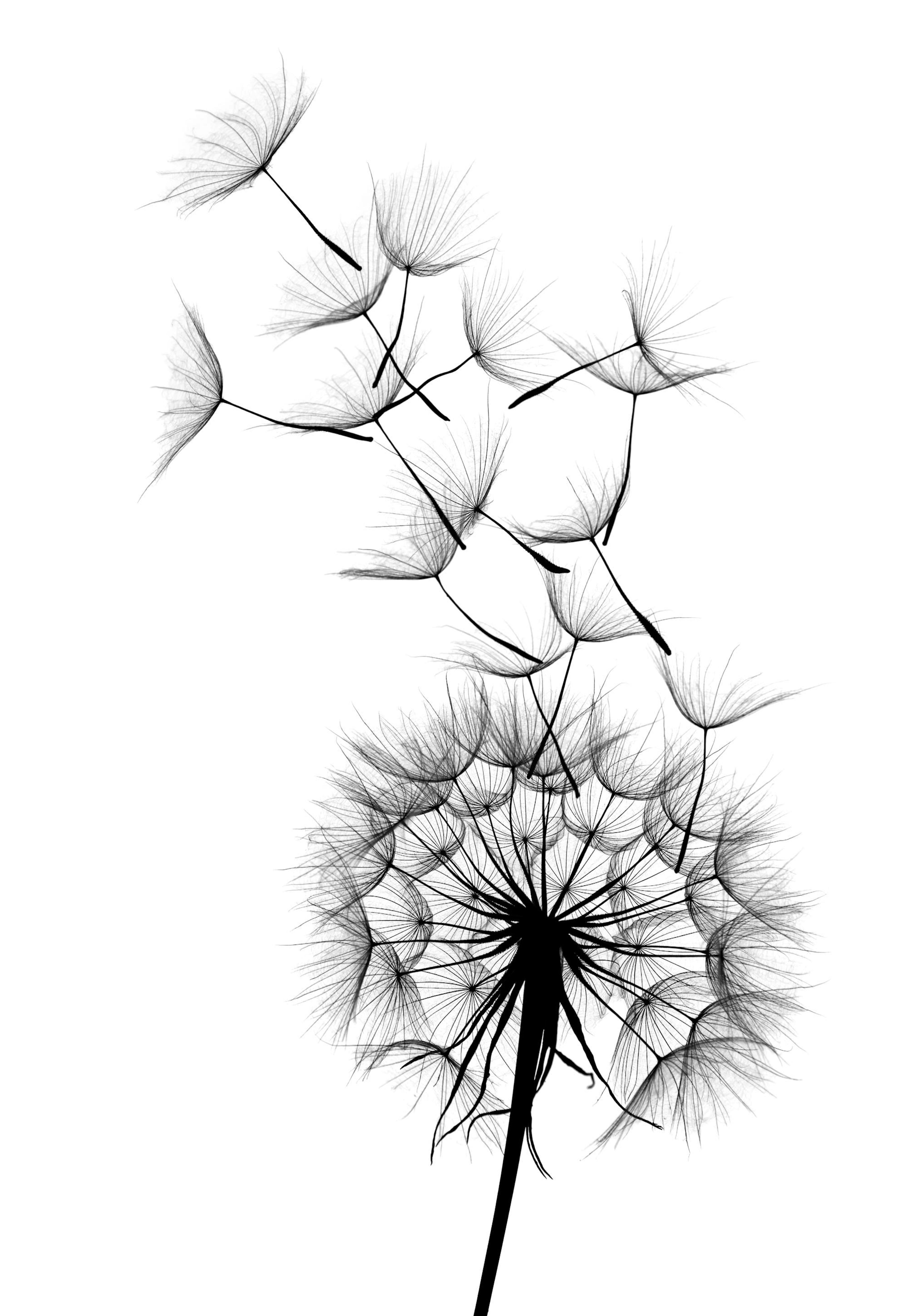Dandelion wish Poster 0