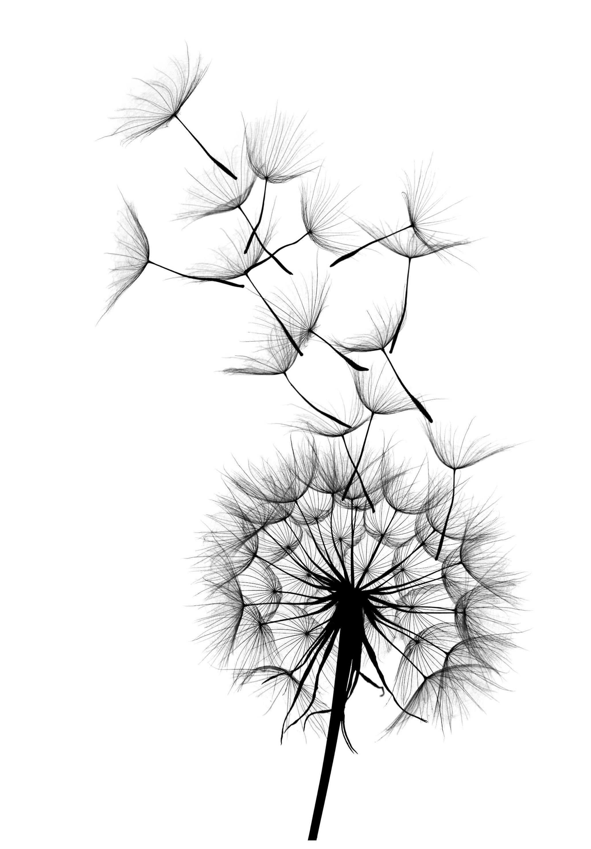 Prints Dandelion wish Poster (50x70 cm) - Poster Store