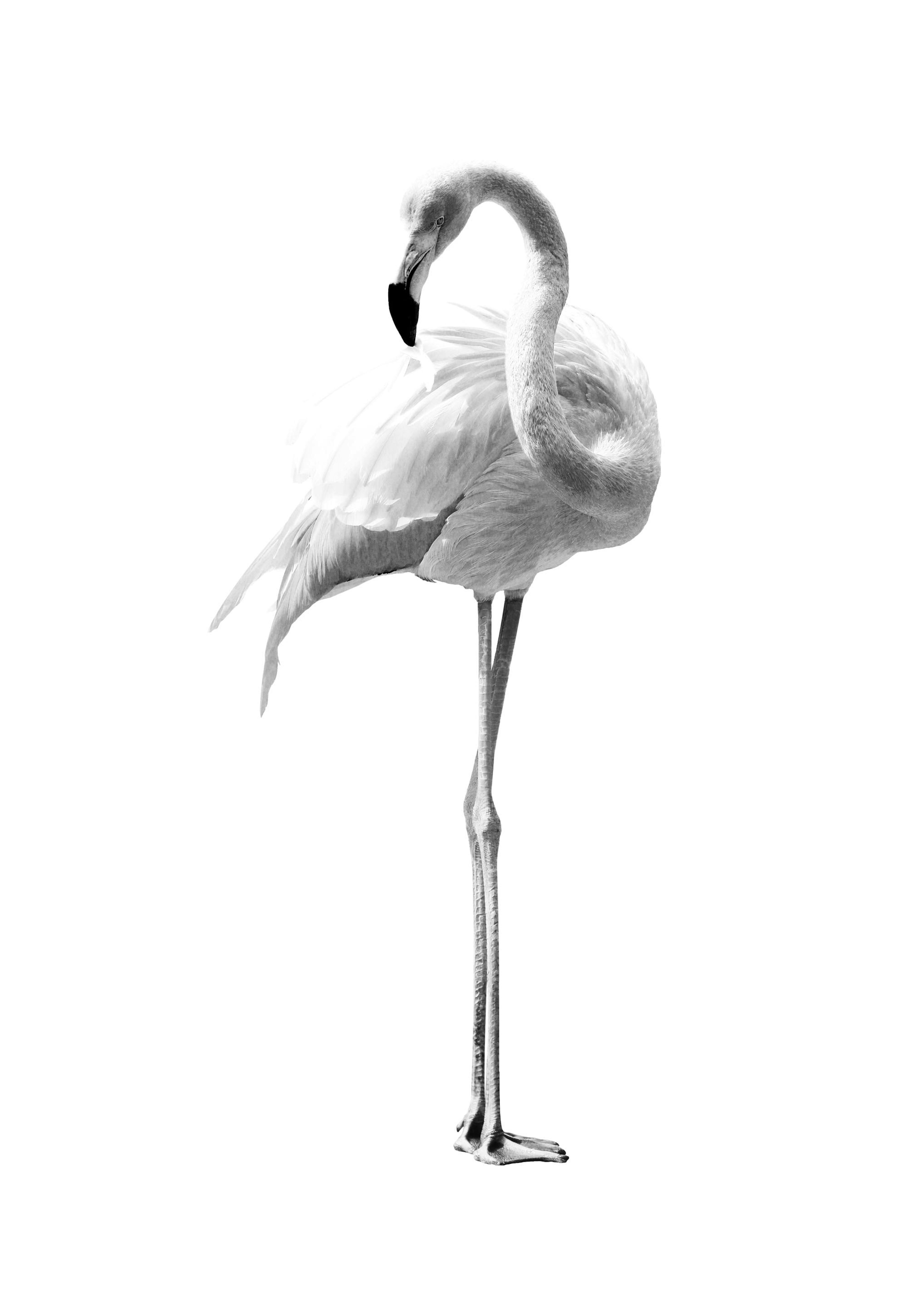 Flamingo Black And White Poster 0