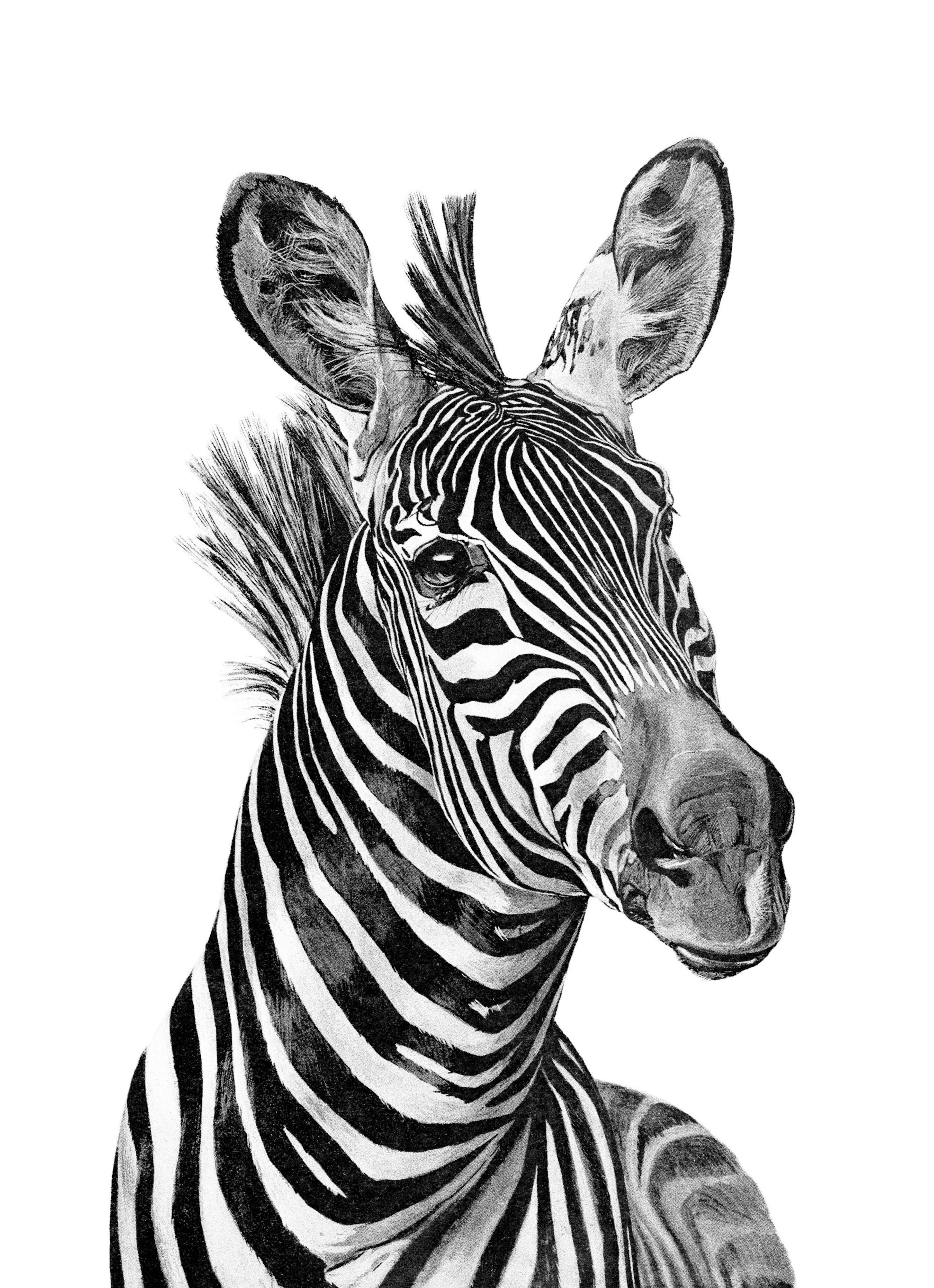 Zebra Black And White Poster thumbnail