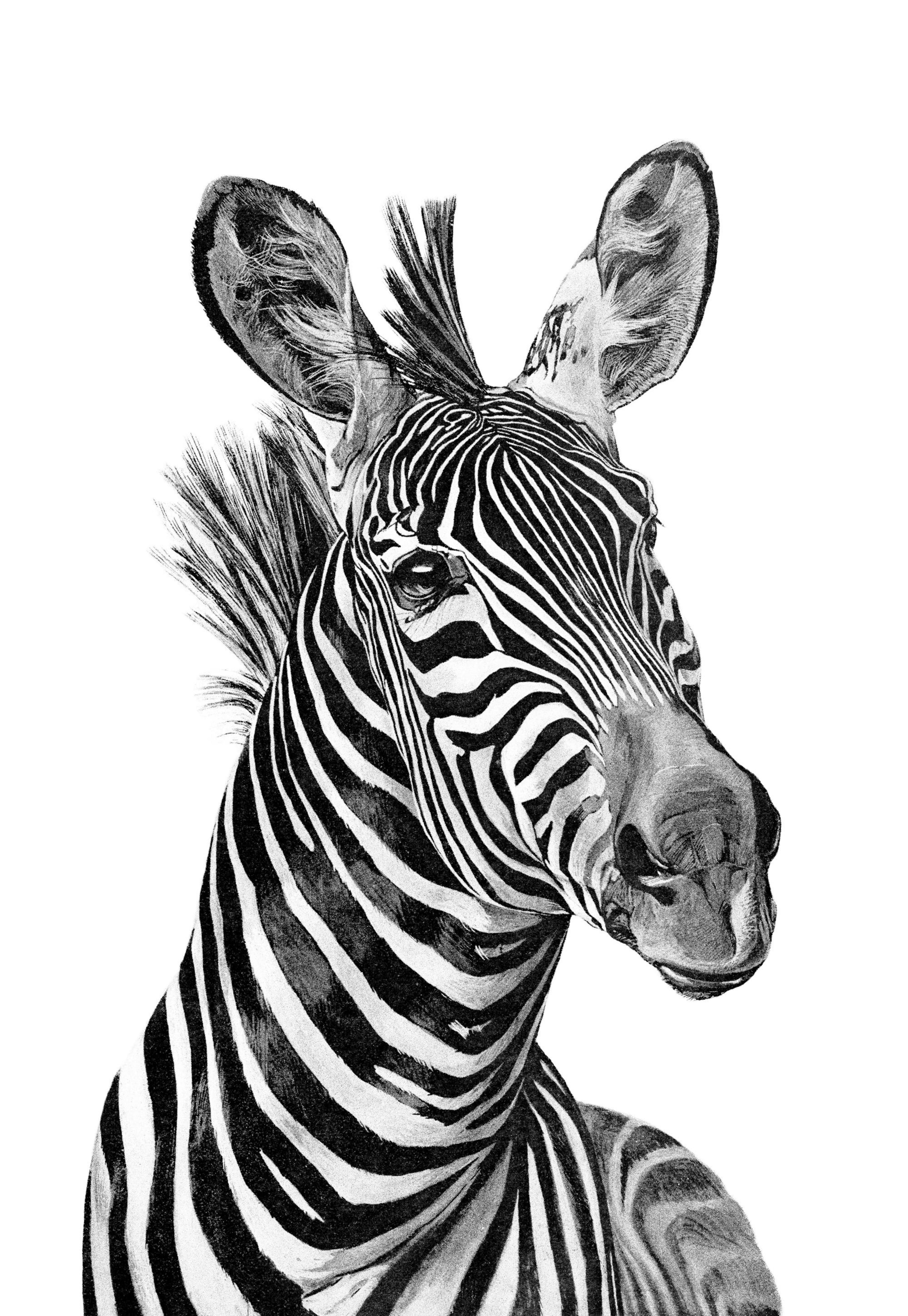 Zebra Black And White Poster 0