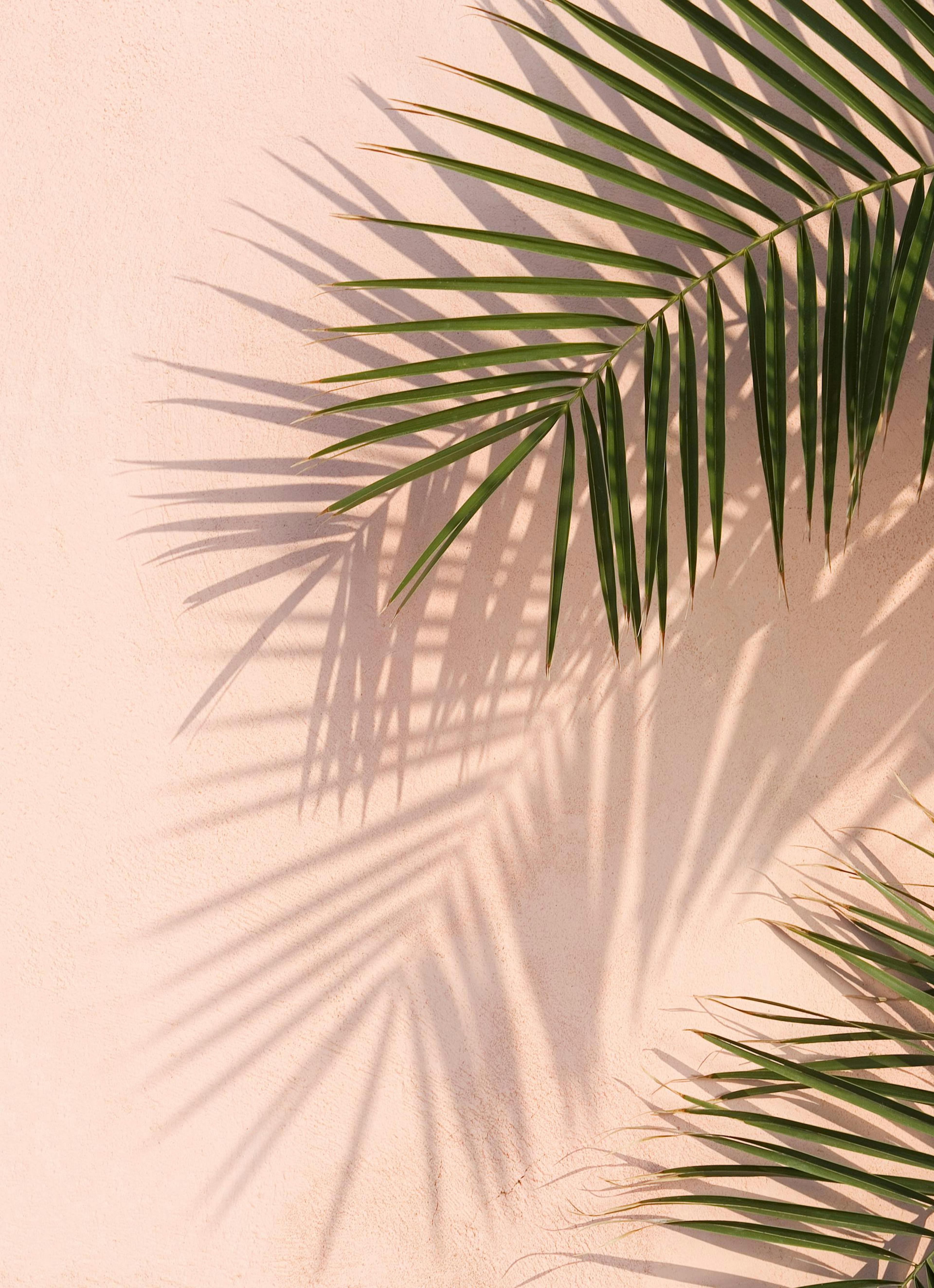 Pink Wall Palms Poster 0