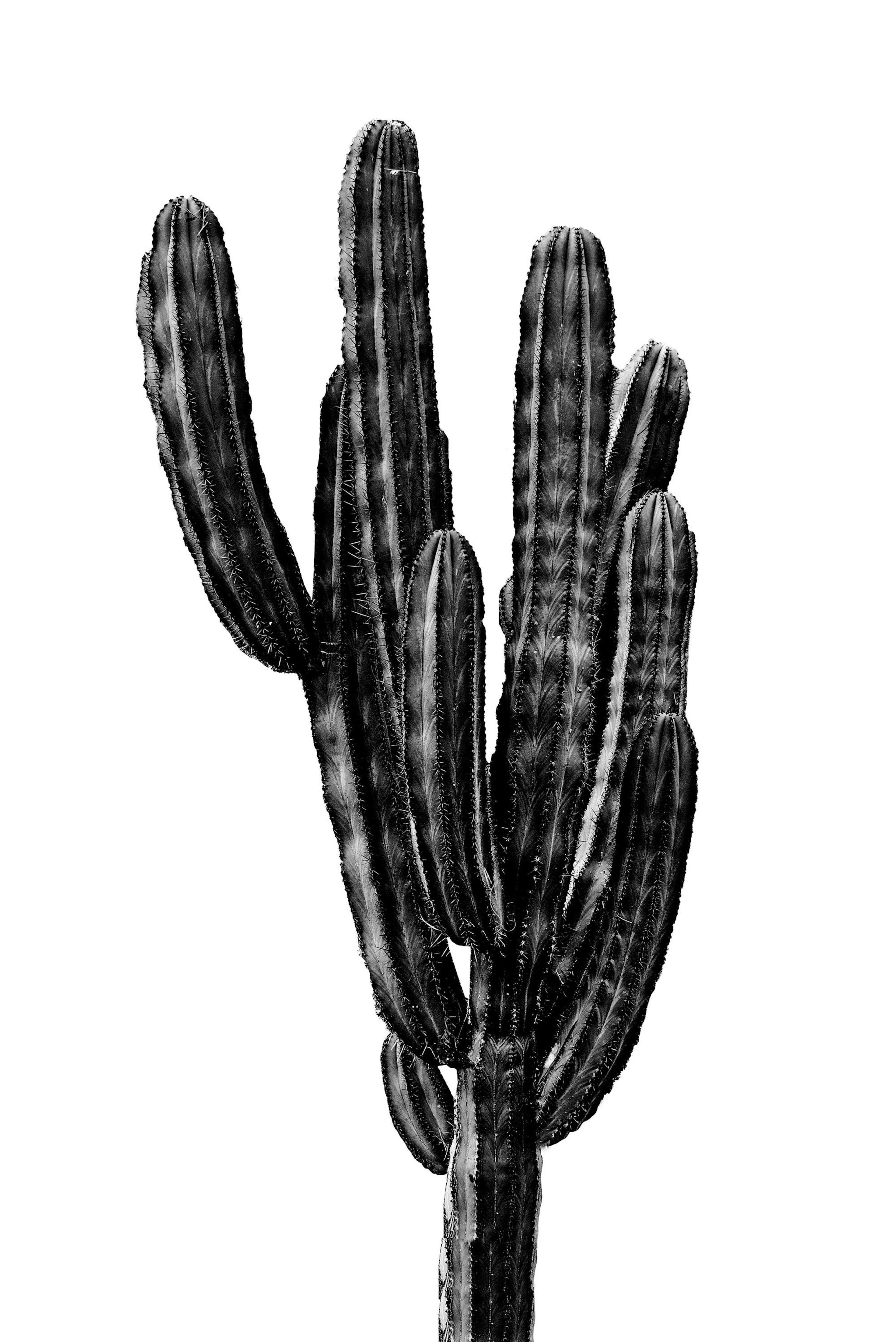 Árbol de Cactus Negro Póster thumbnail