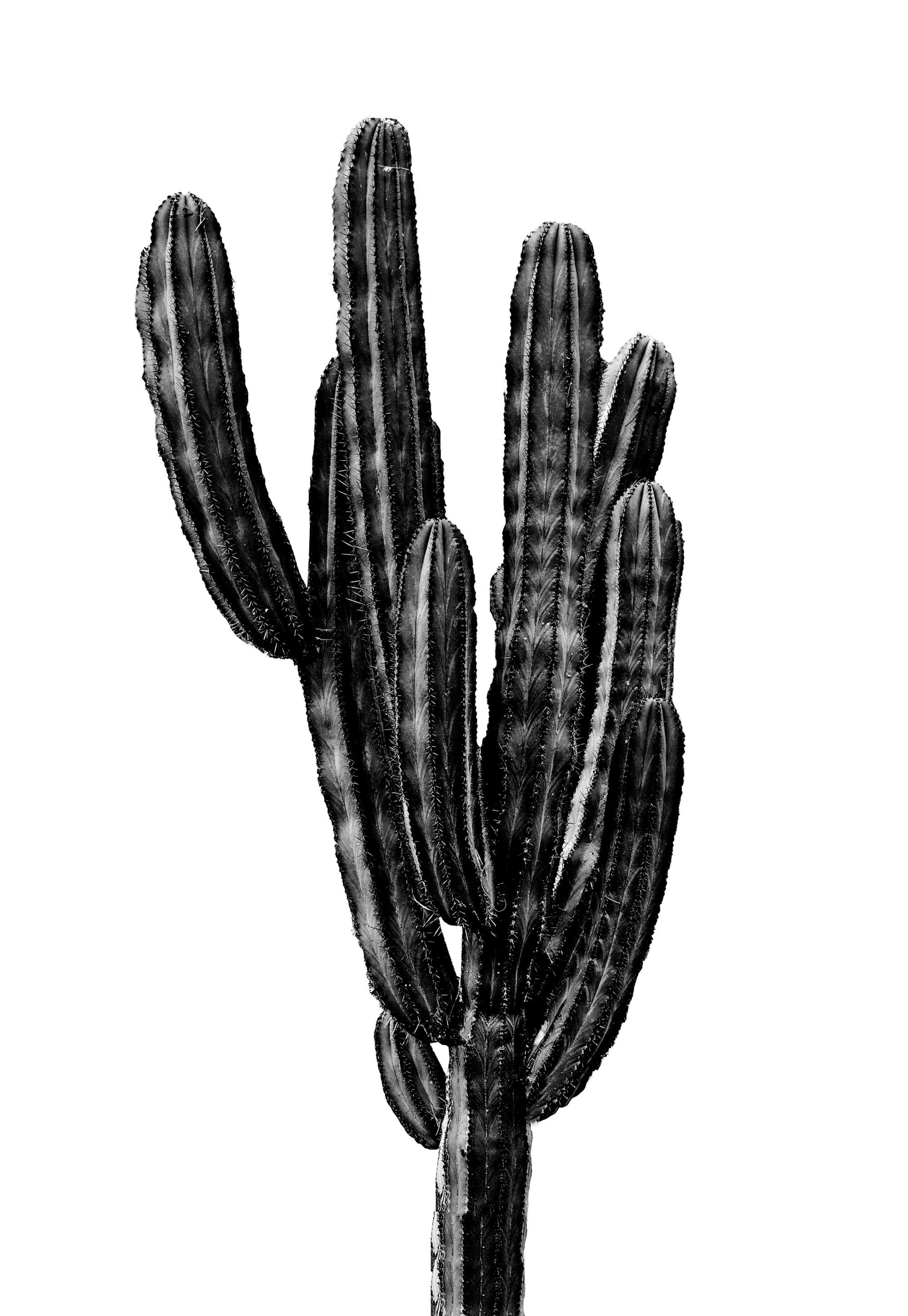 Arbre de Cactus Noir Poster 0