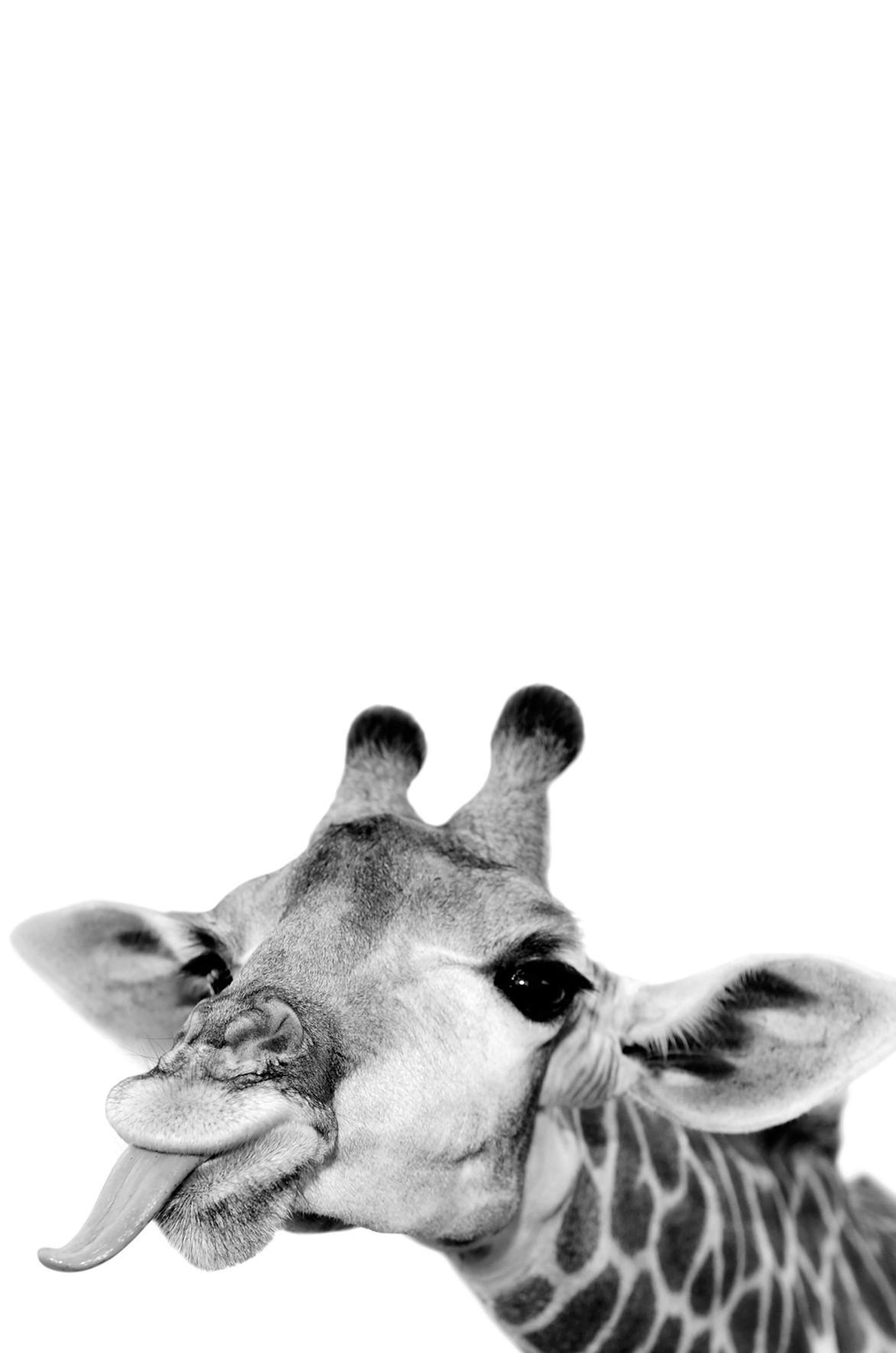 Funny Giraffe Poster thumbnail