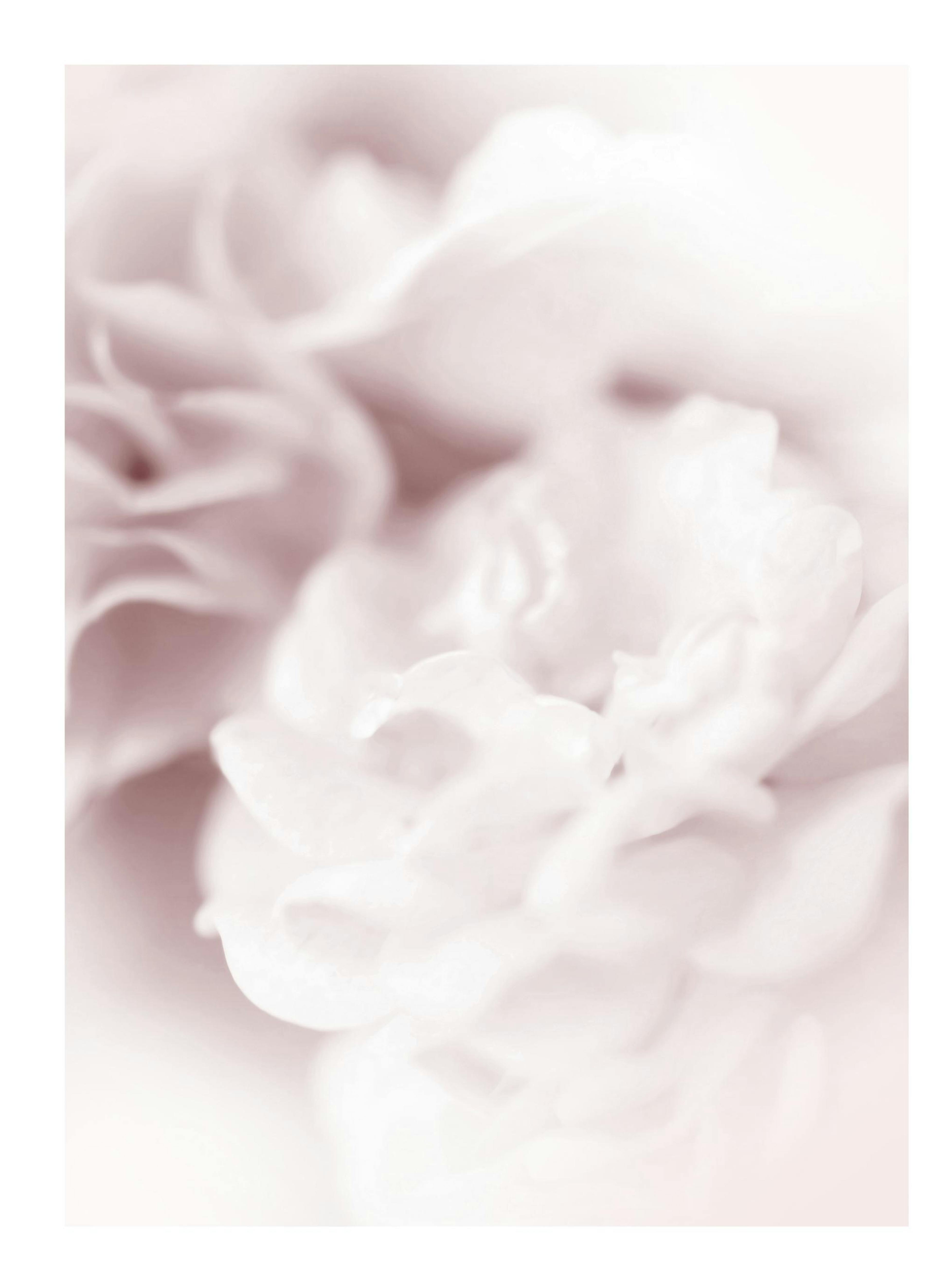 Pearl rose Poster thumbnail