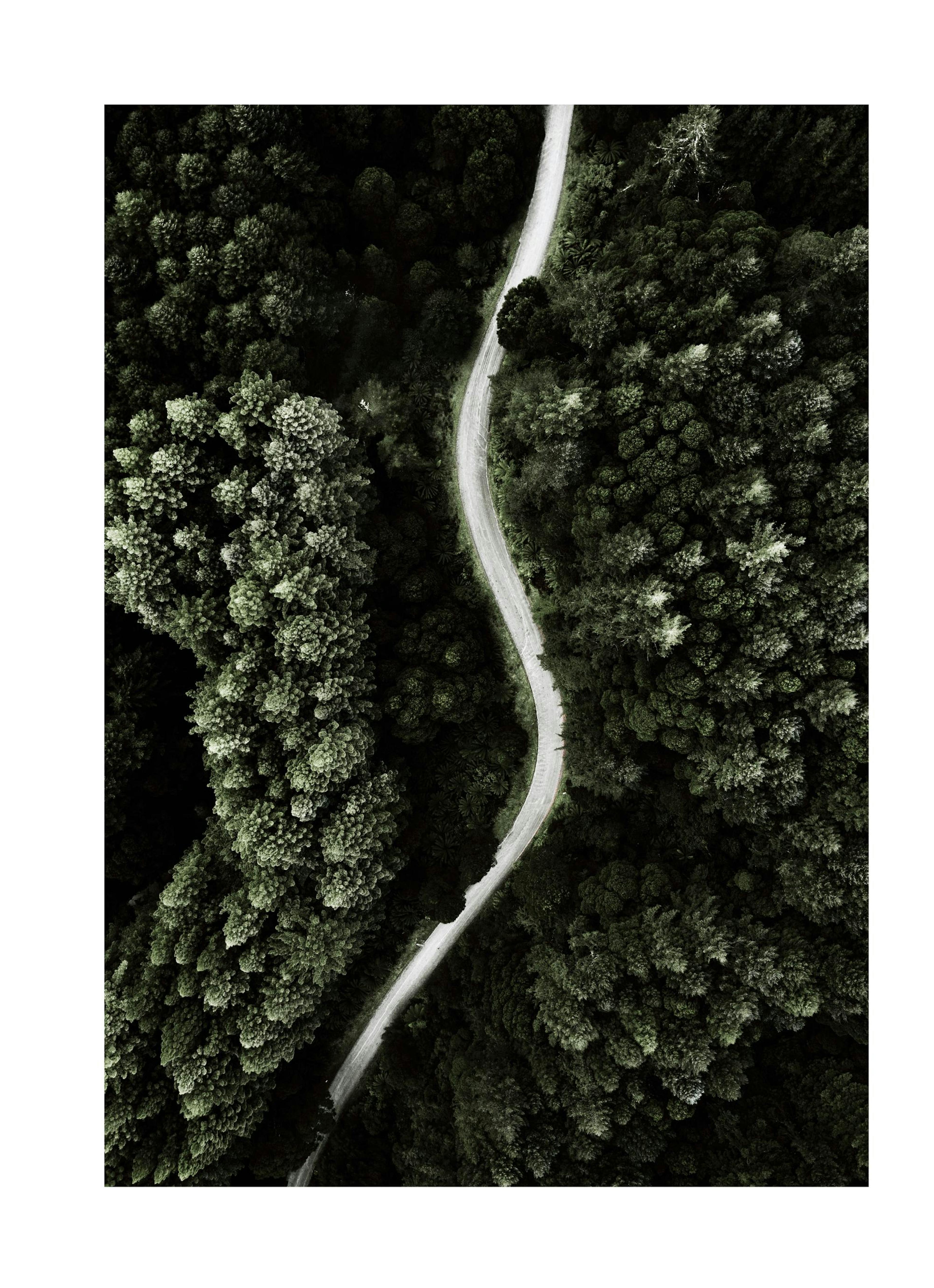 Waldweg Poster thumbnail