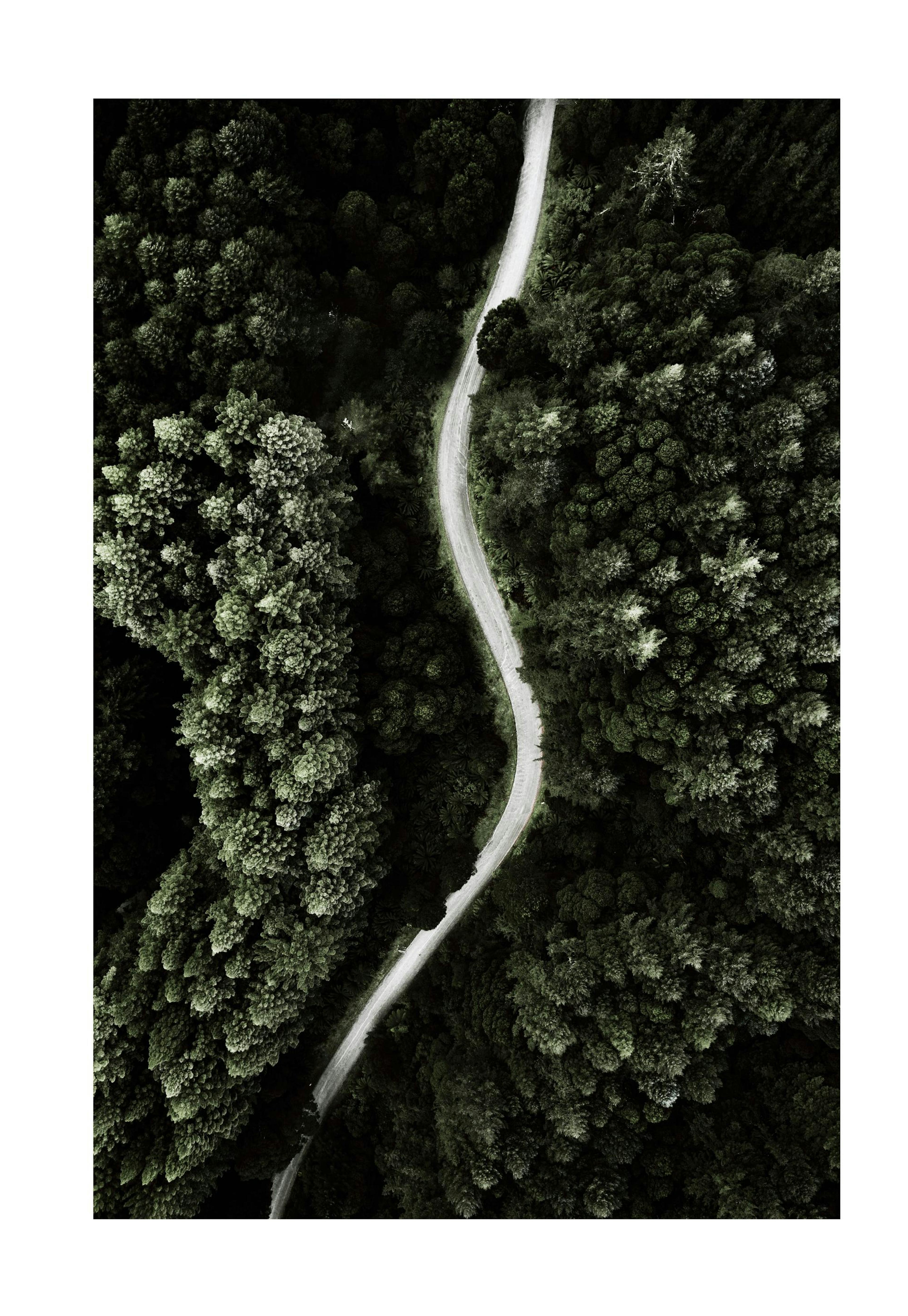 Strada Forestale Poster 0