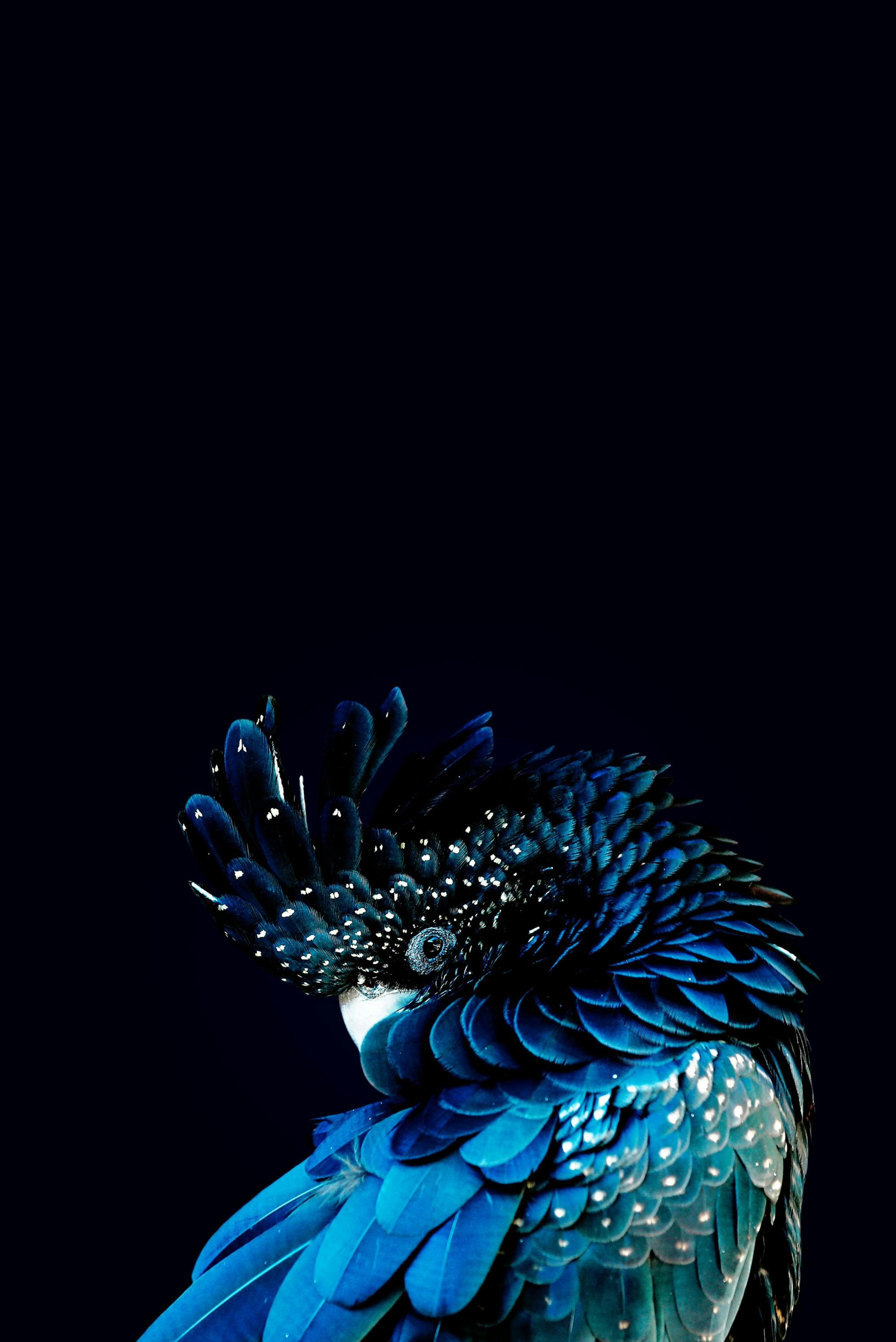 Blue Cockatoo Print thumbnail