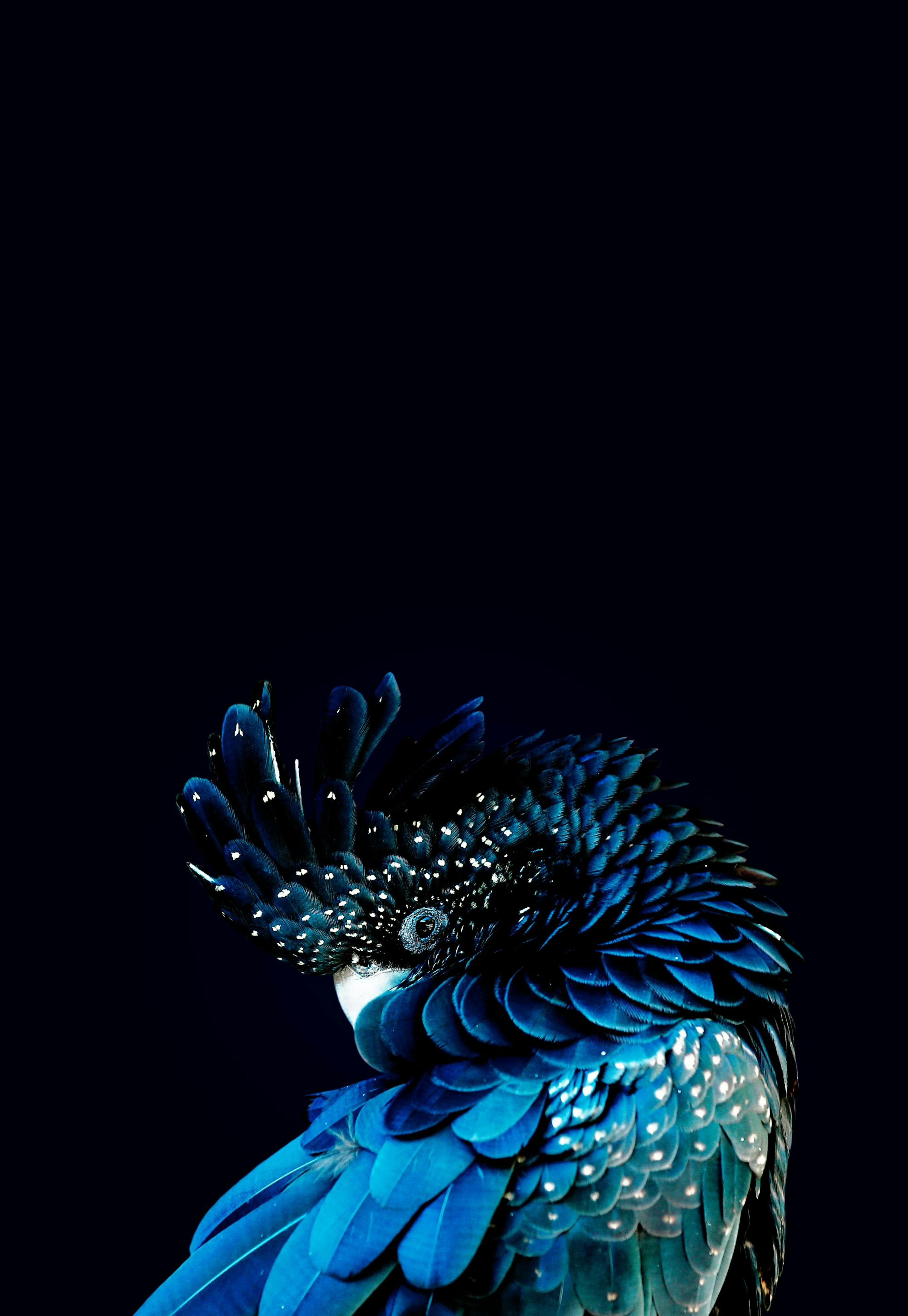 Blauer Kakadu Poster 0