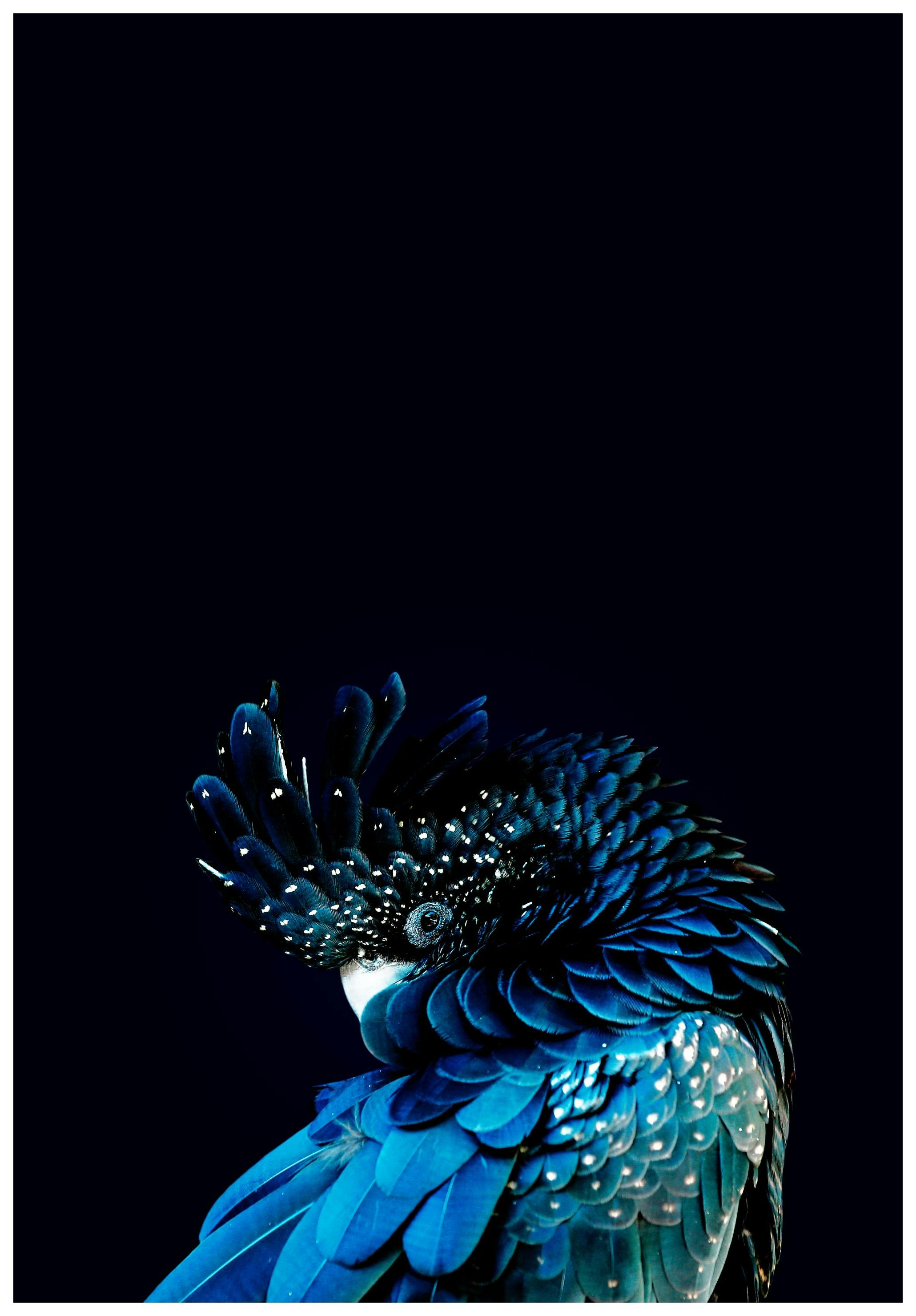Niebieski Kakadu Plakat (50x70 cm) - Poster Store