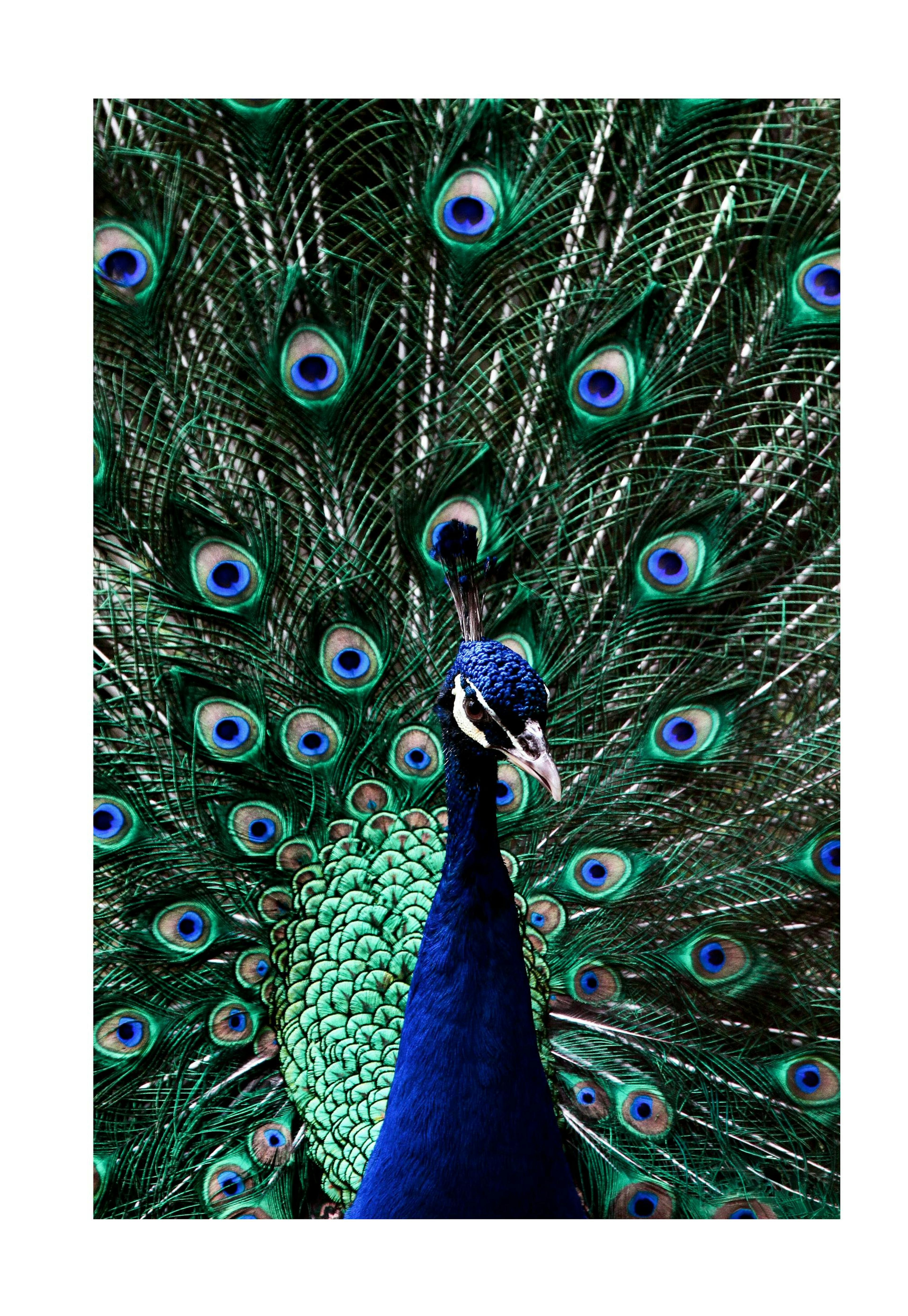Pfau Poster 0
