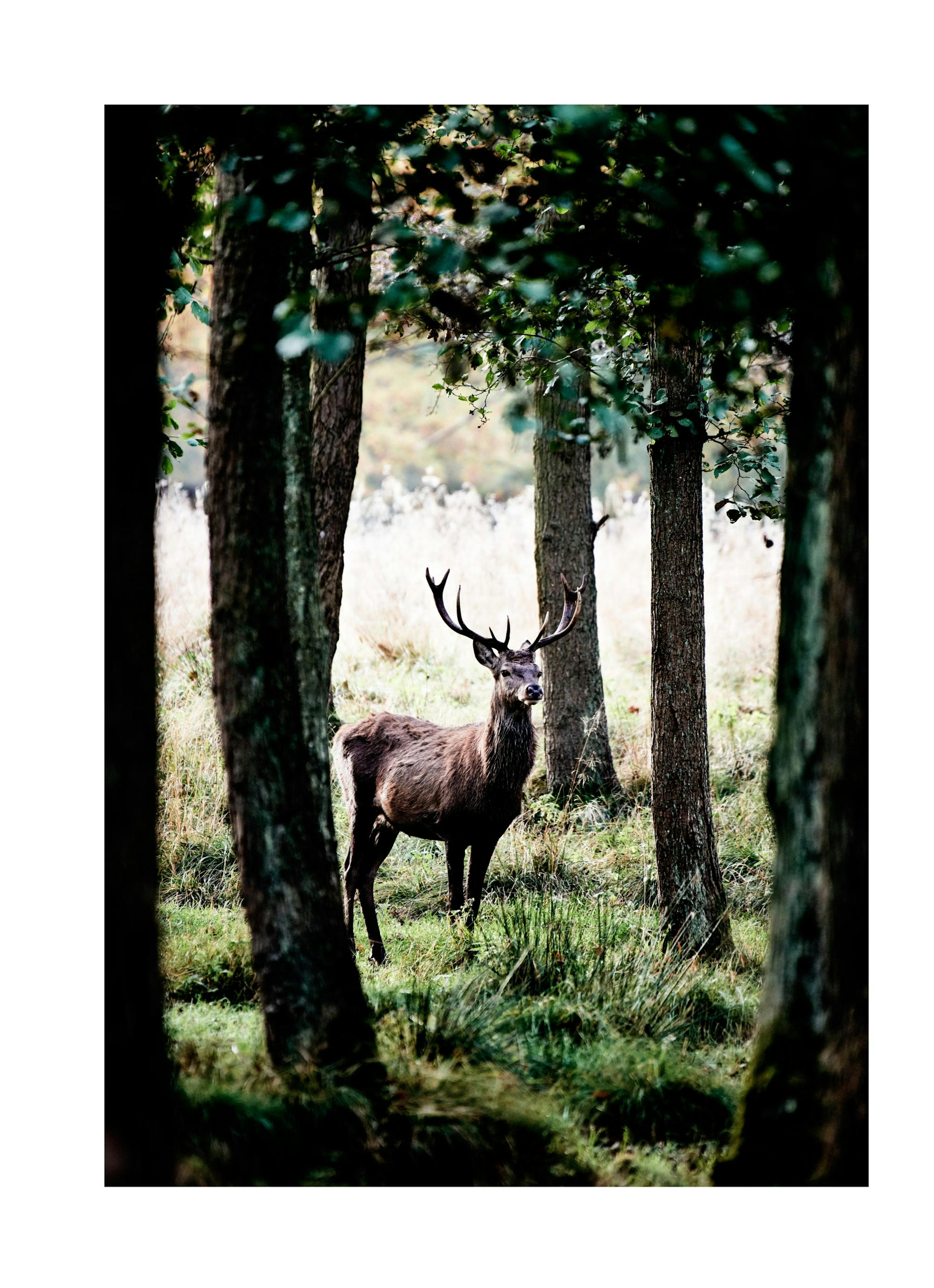 Poster cerb în pădure thumbnail