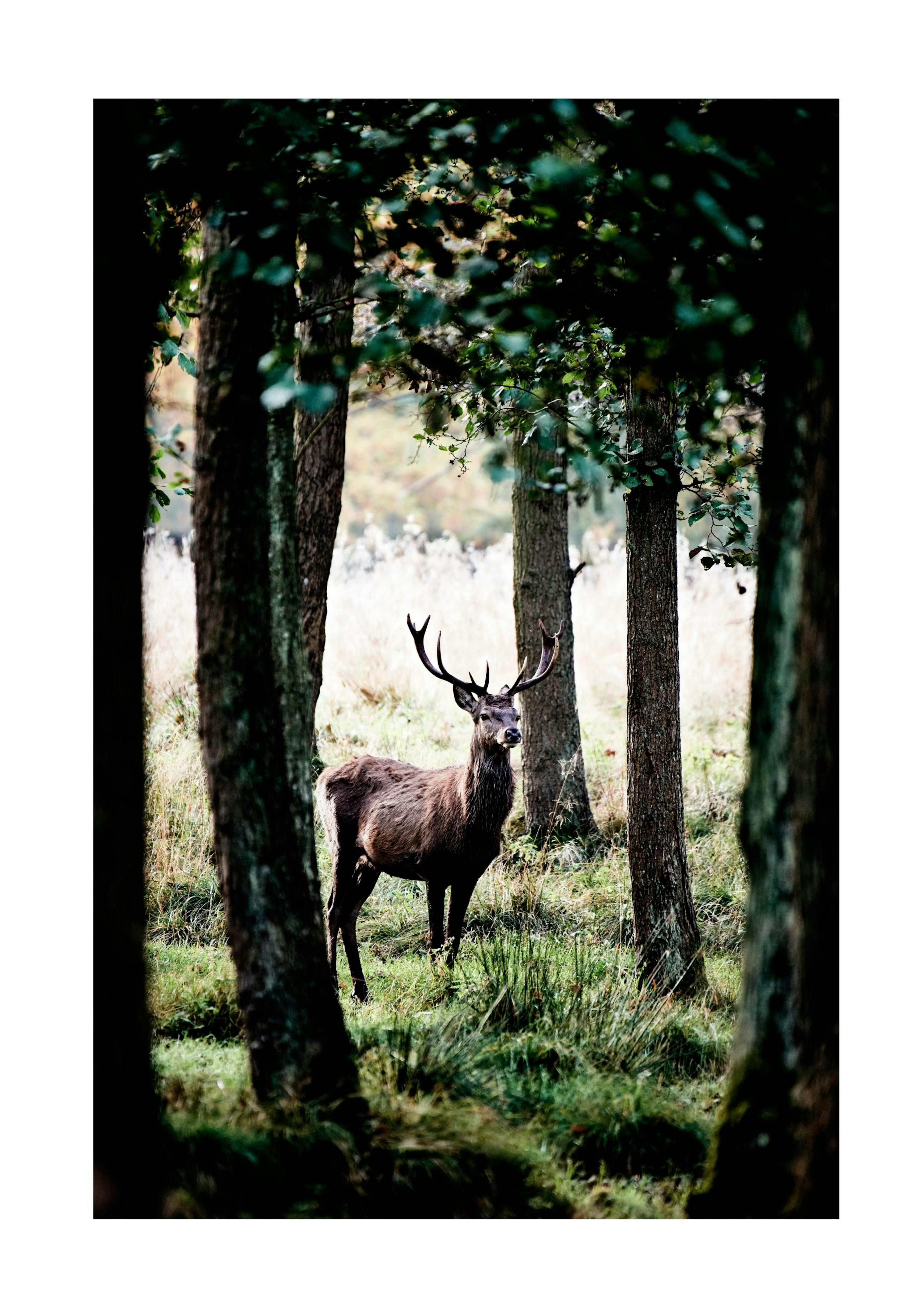Stag Poster 0