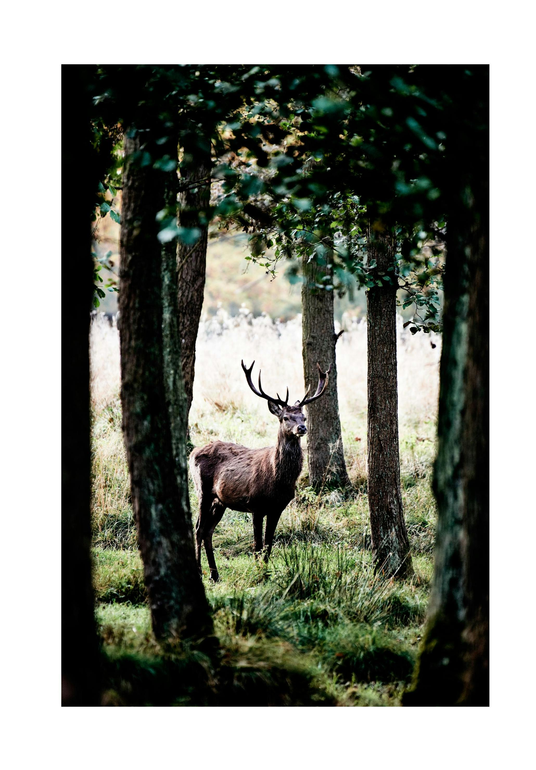 Cerf dans la Forêt. Poster (30x40 cm) - Poster Store