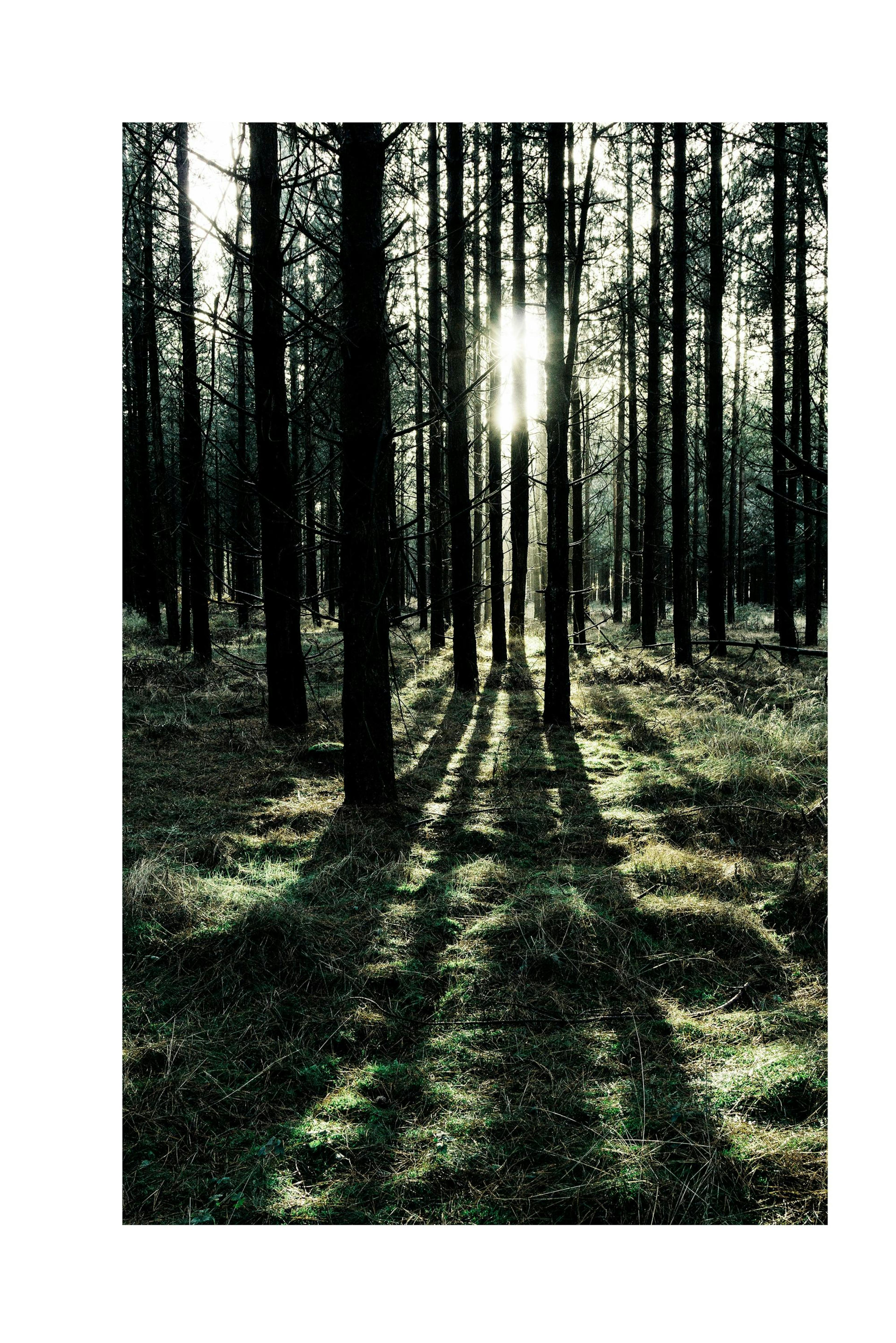 Forest Sunlight Poster thumbnail