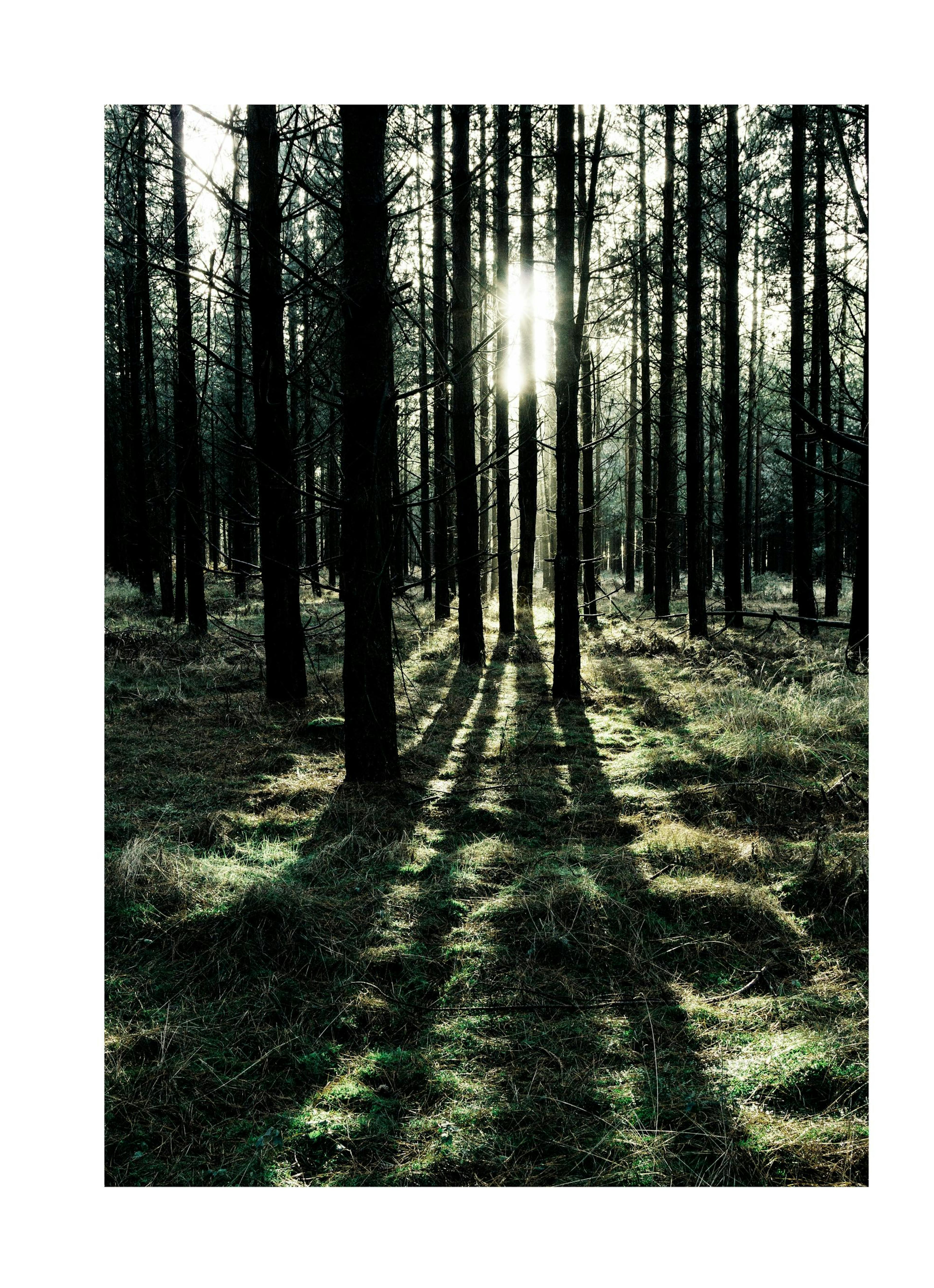 Forest Sunlight Poster 0