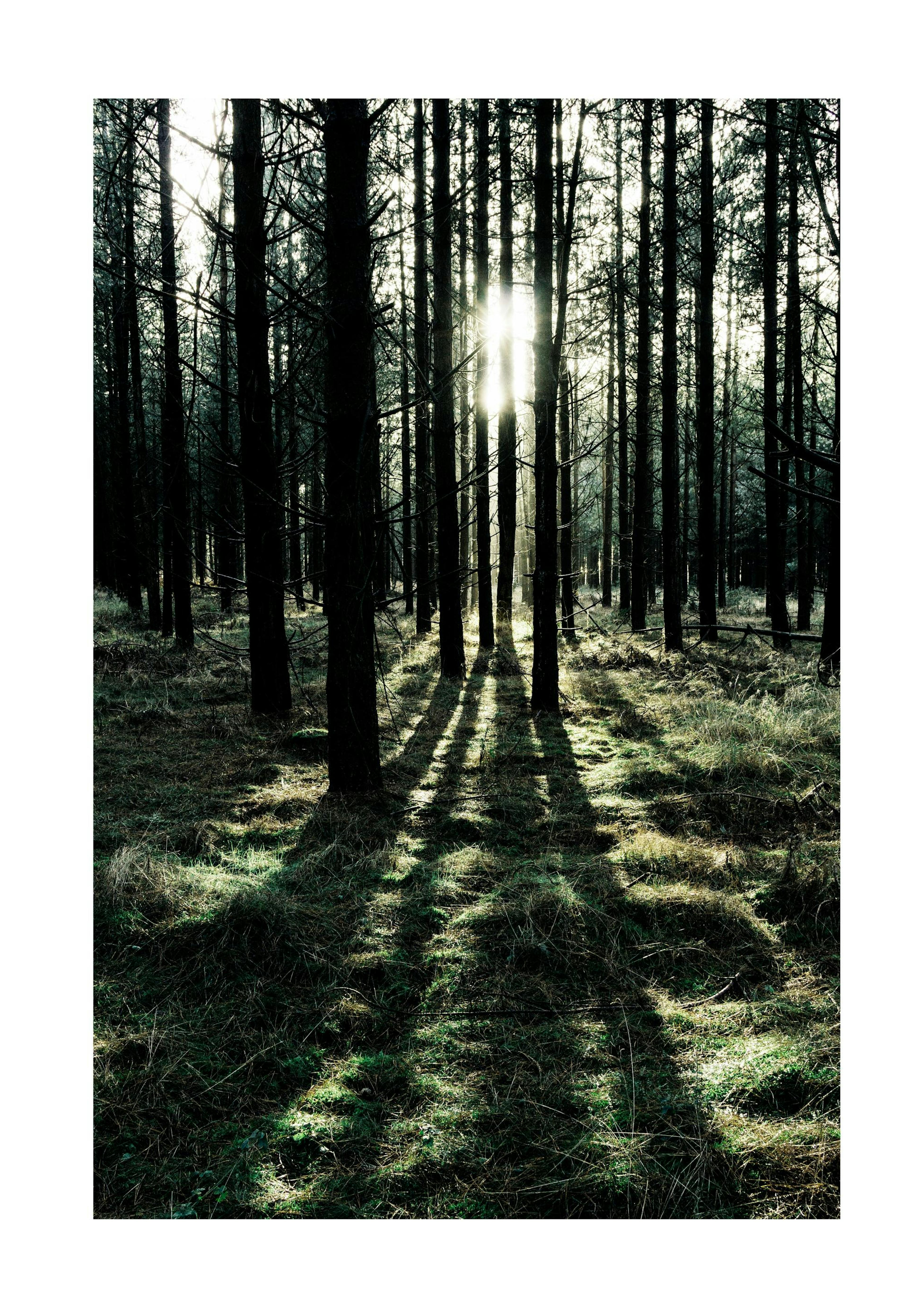 Plakat Forest Sunlight 0