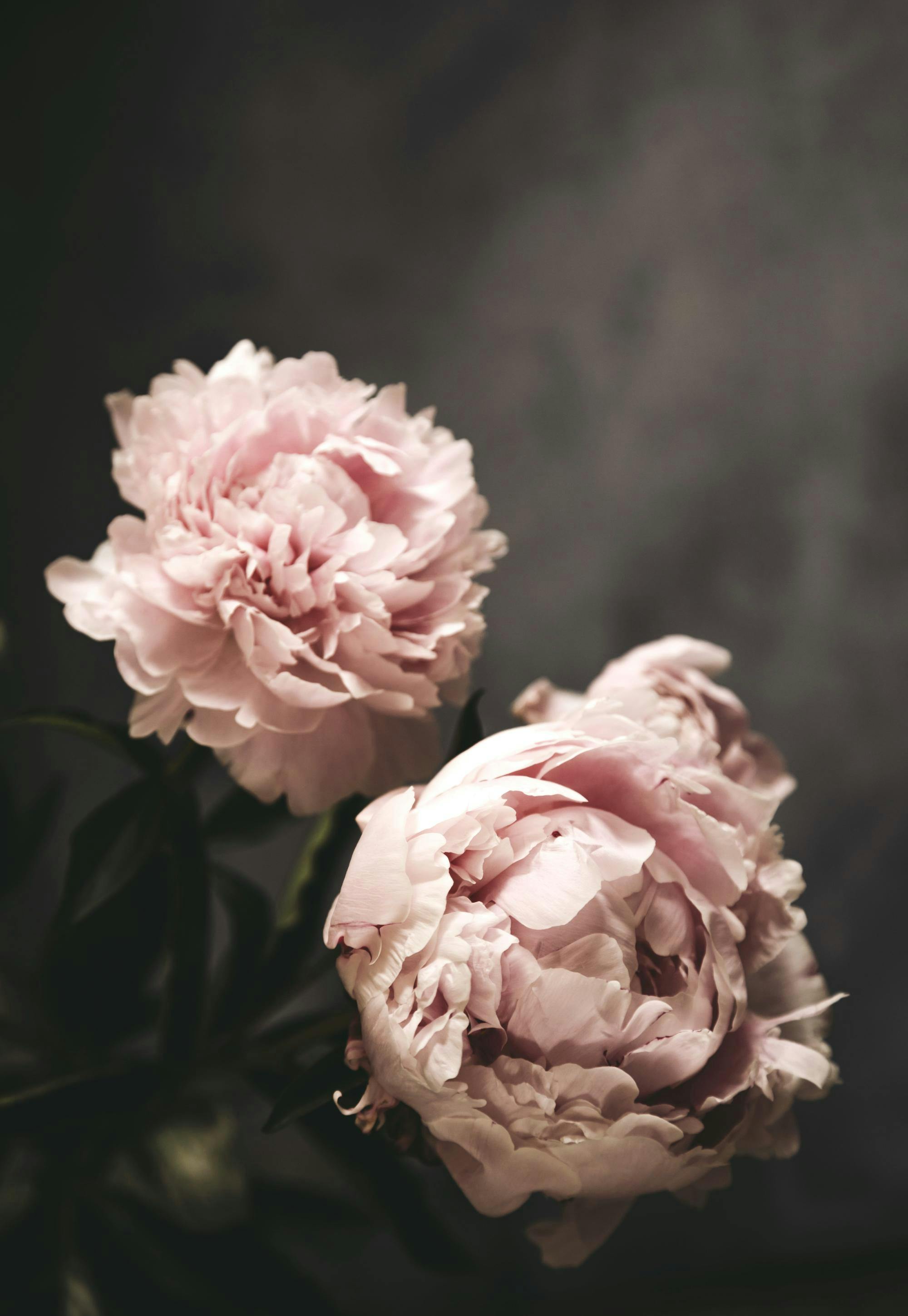 Peonies Poster 0
