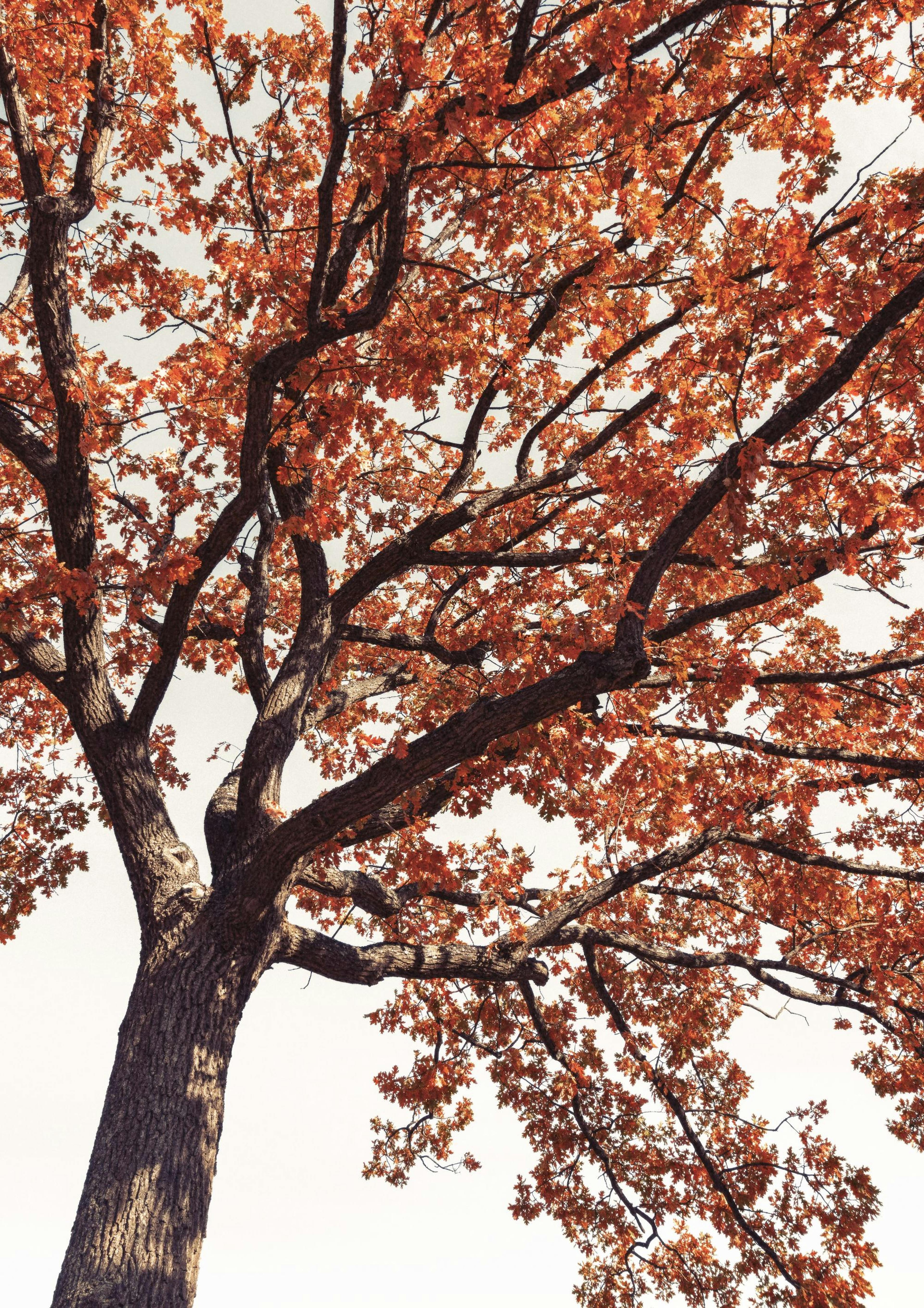 Cime d'Arbre Rouge Poster thumbnail
