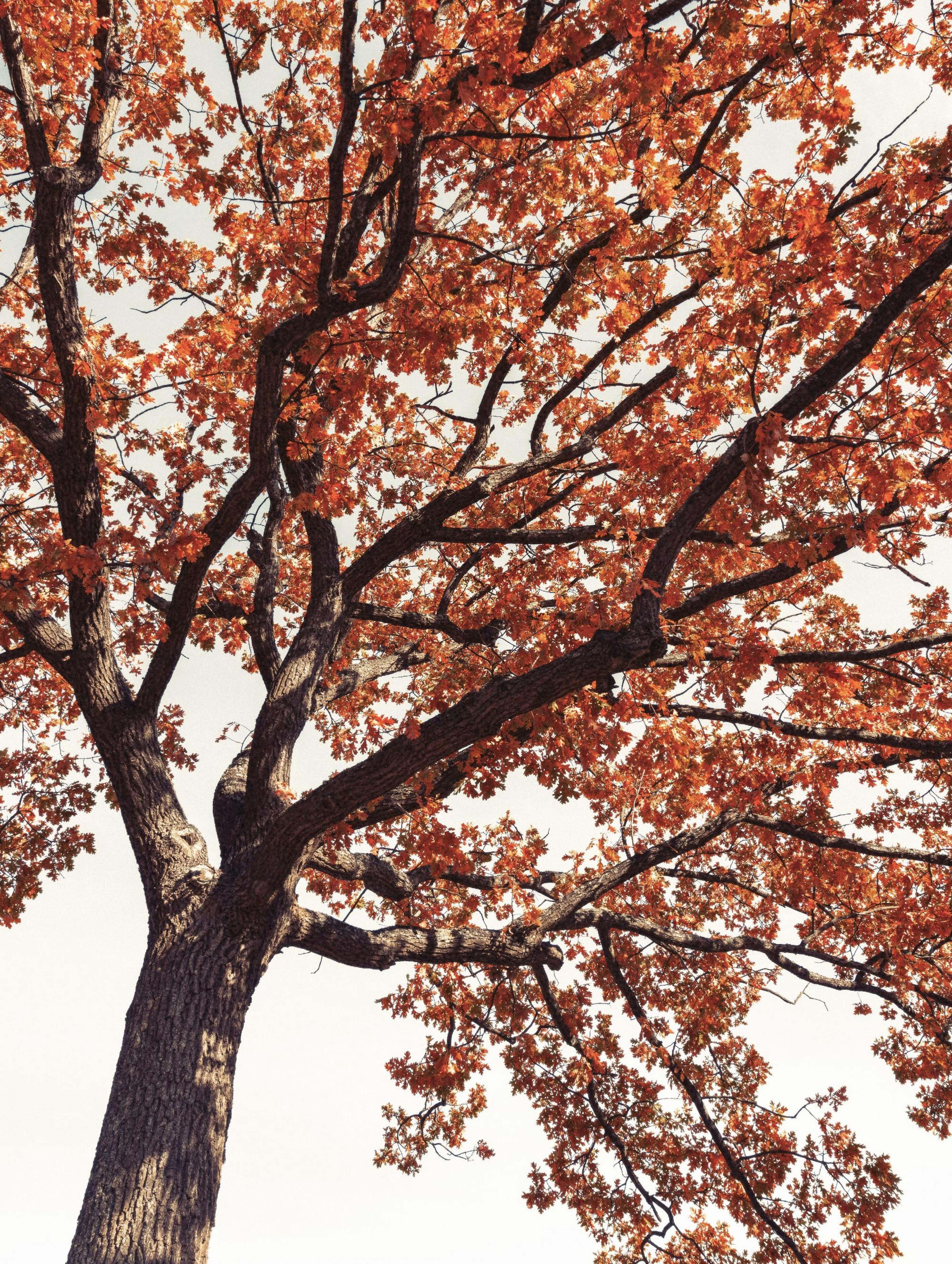 Cime d'Arbre Rouge Poster thumbnail