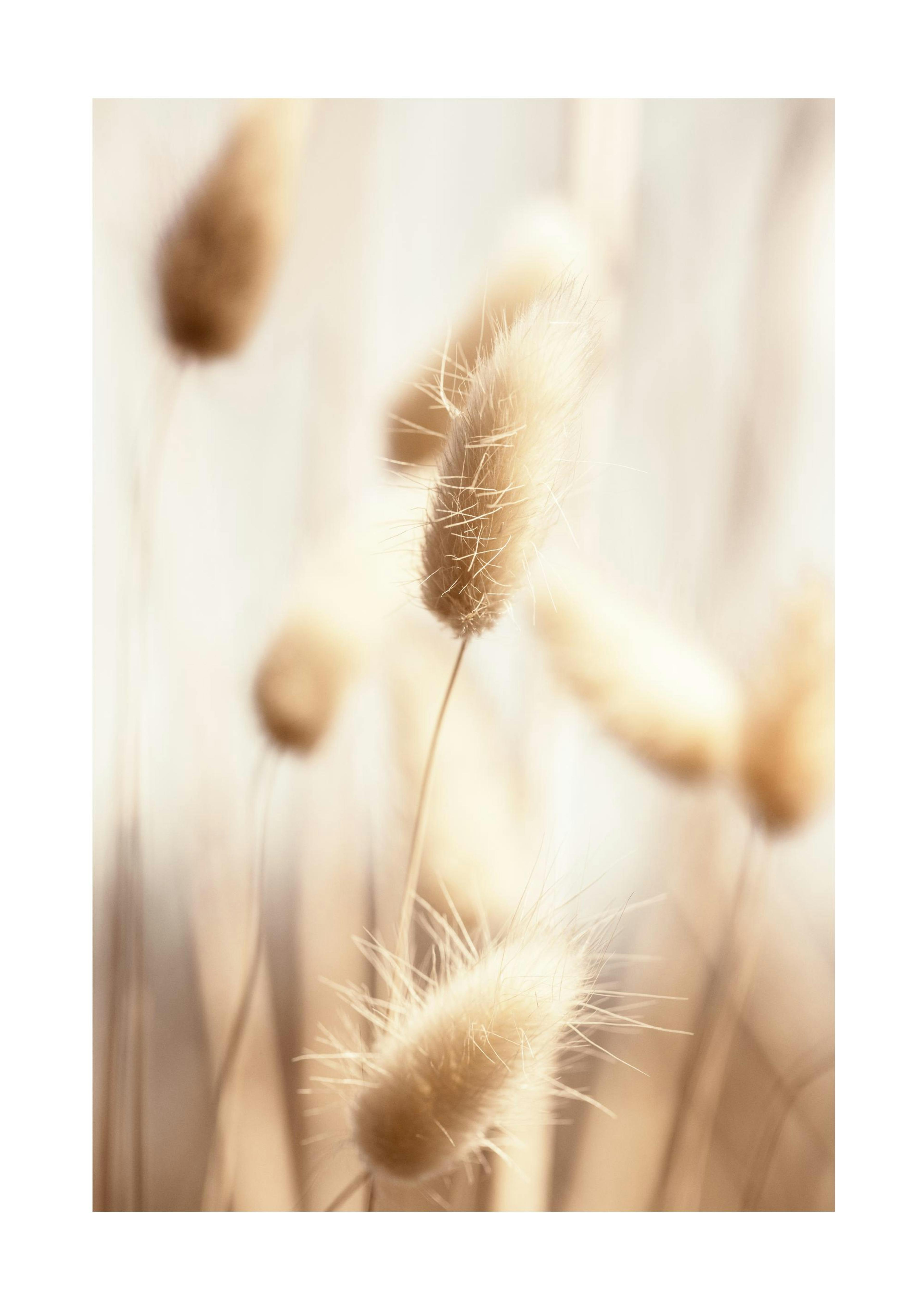 Beige Hasenschwanzgras Poster 0