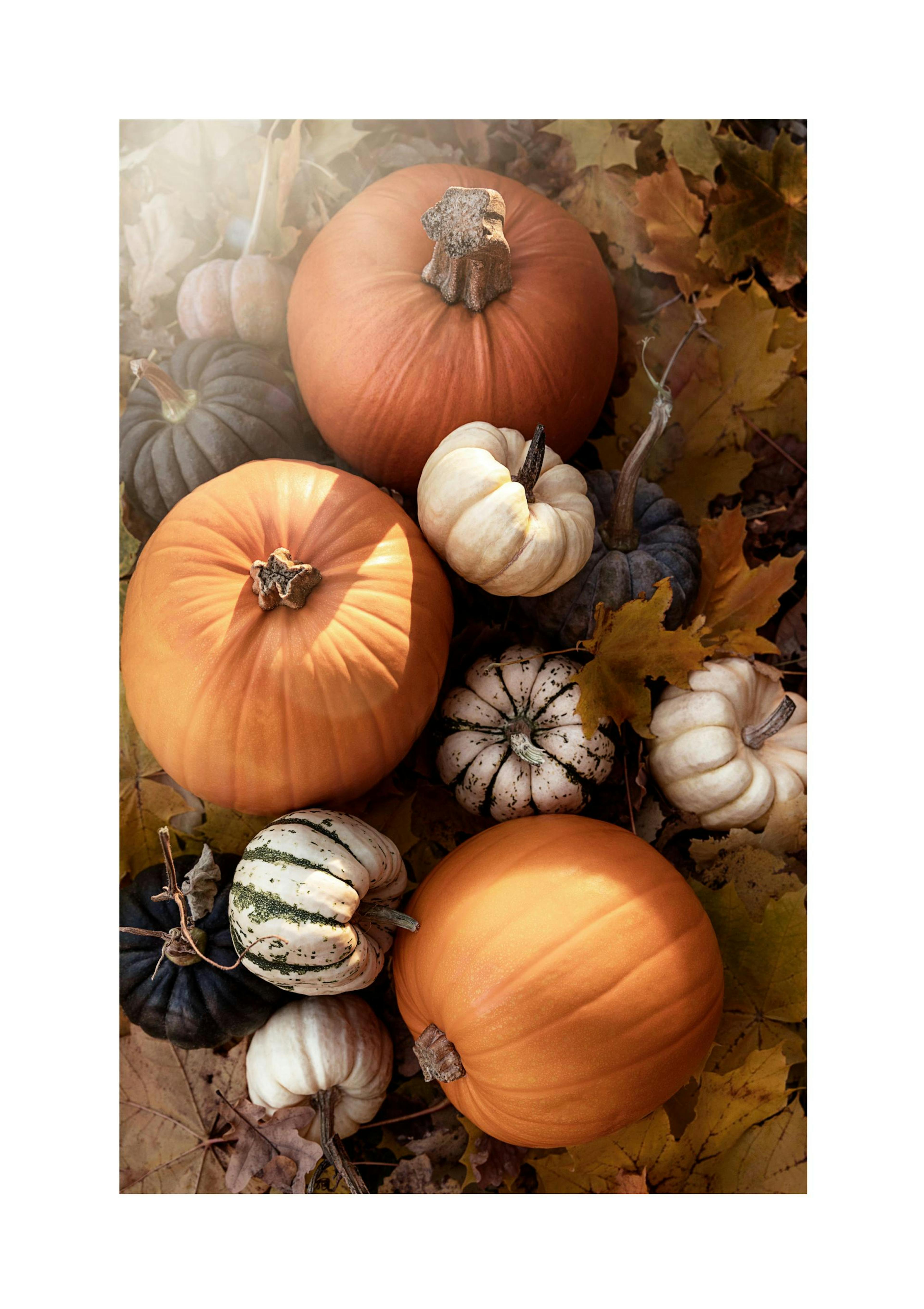 Pumpkins Poster thumbnail