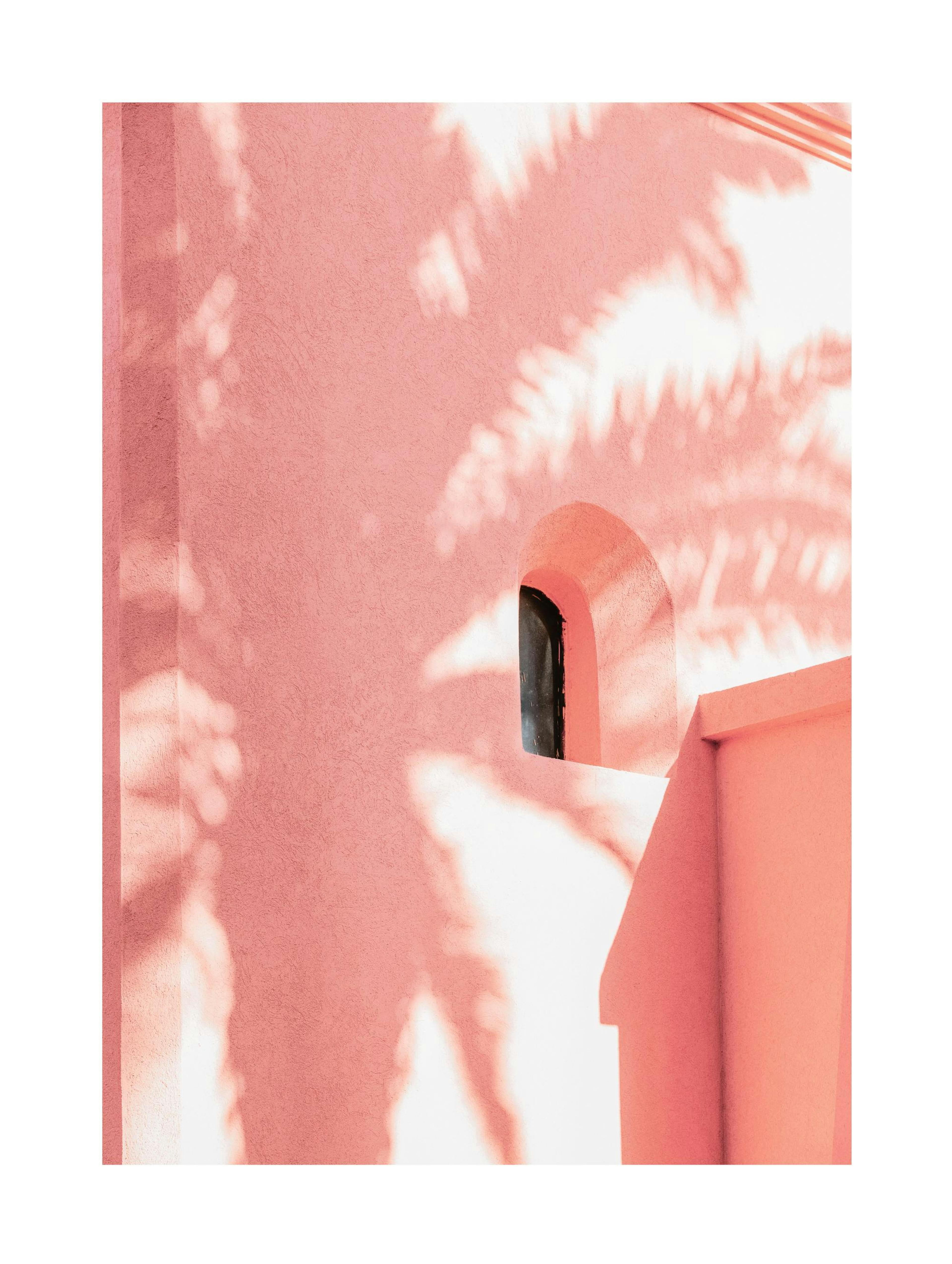 Sombra rosada de palmera póster thumbnail