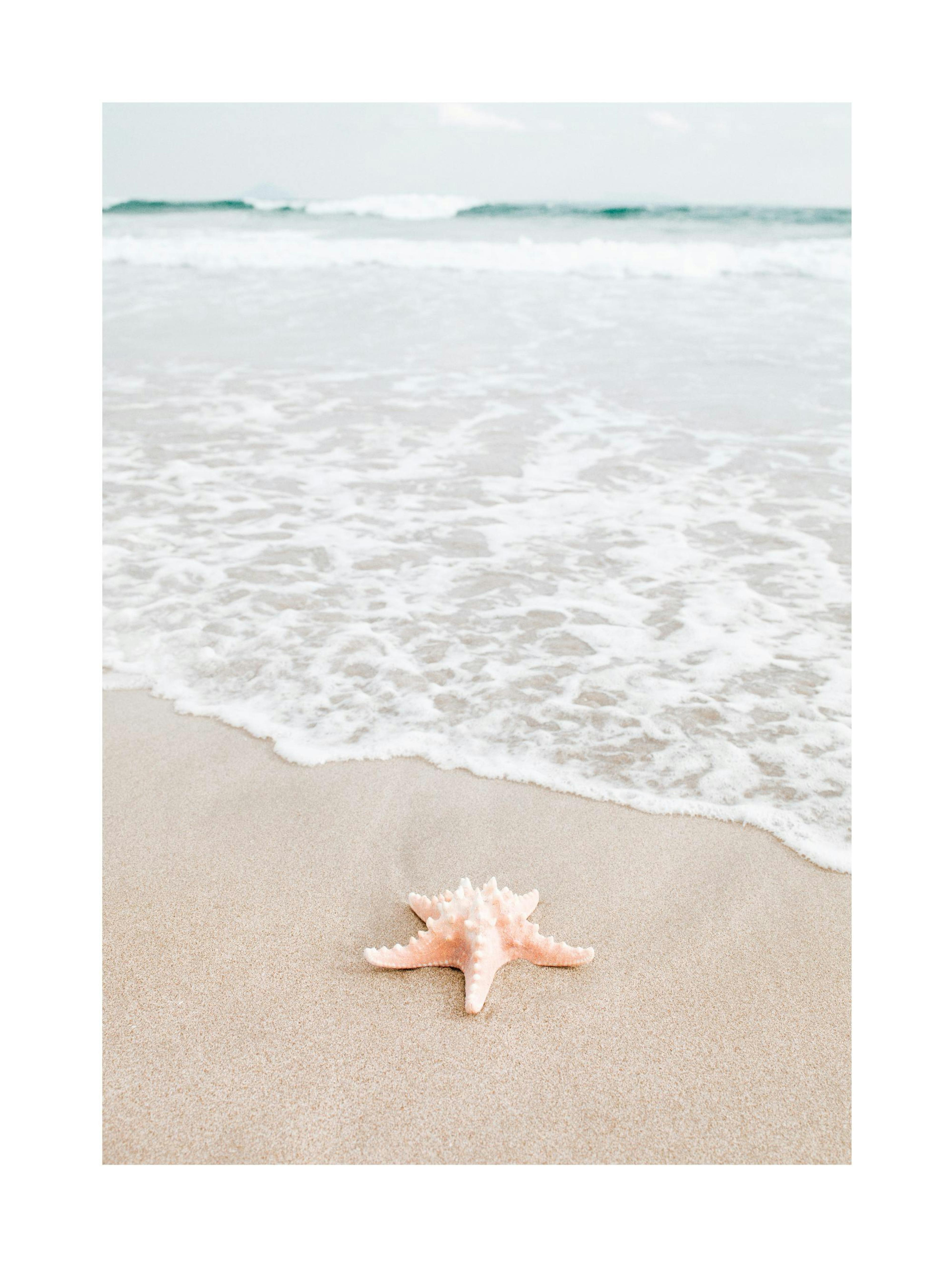 Poster Starfish in Focus thumbnail