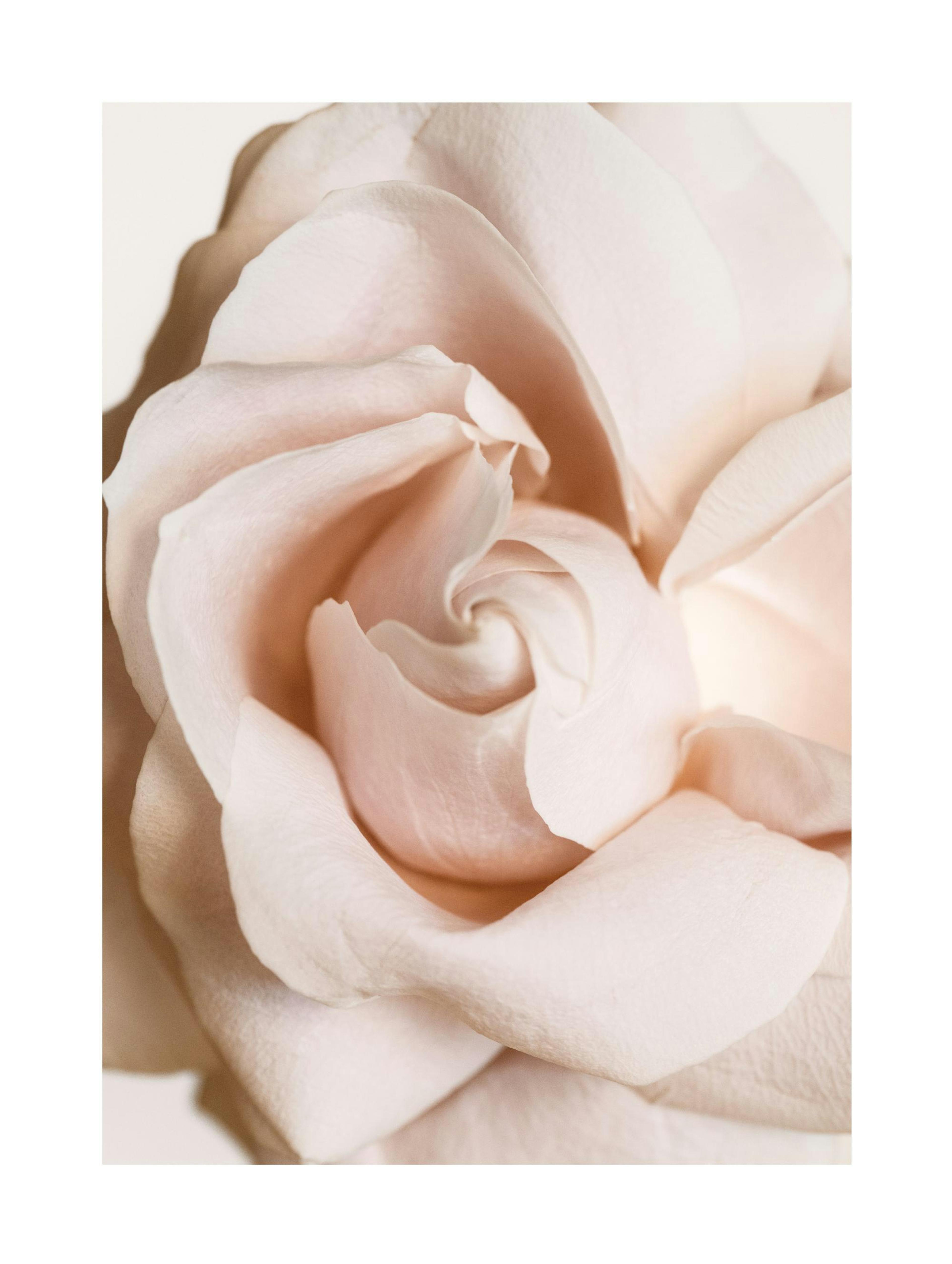Rose in Bloom Poster thumbnail