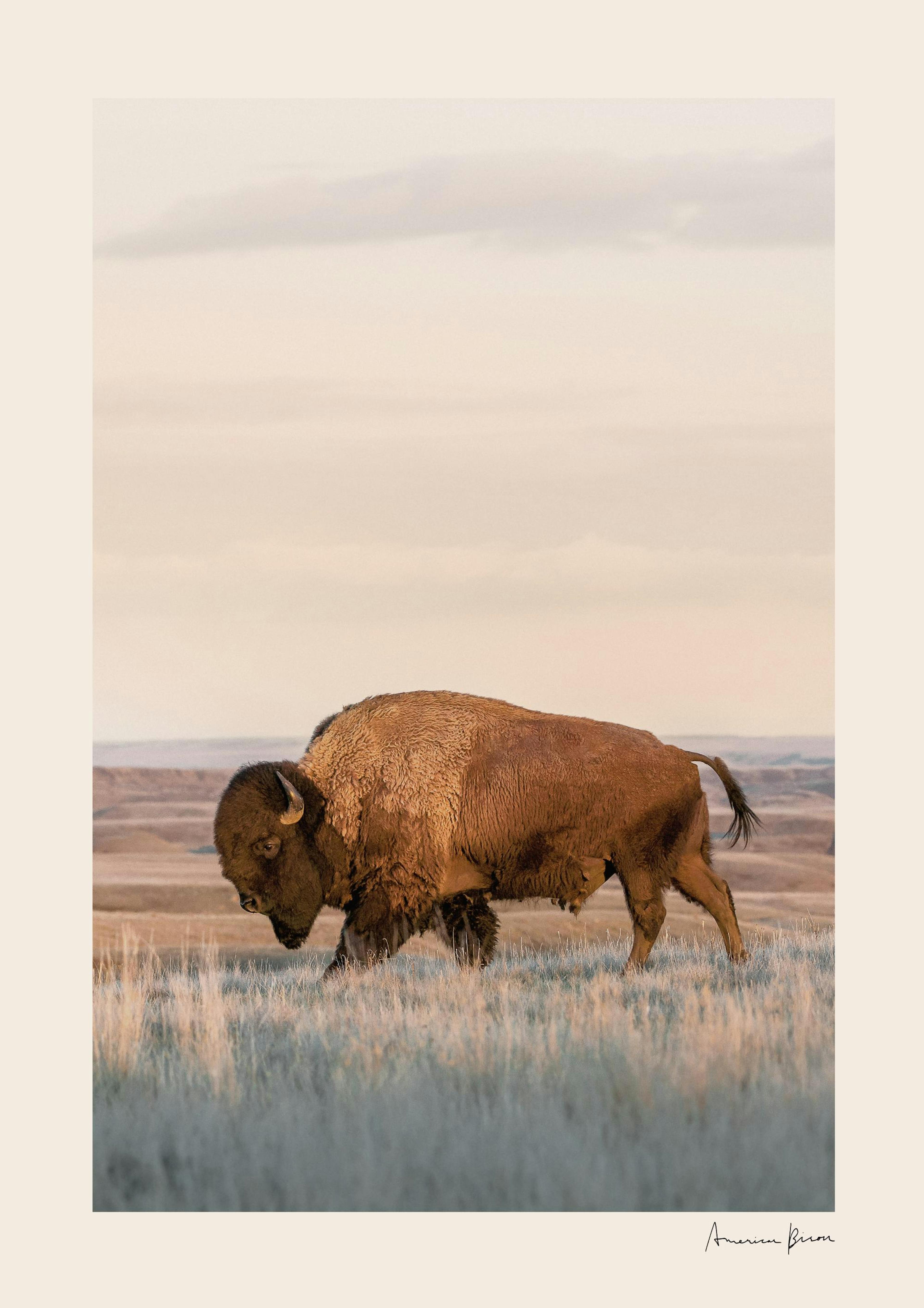 American Bison Poster 0