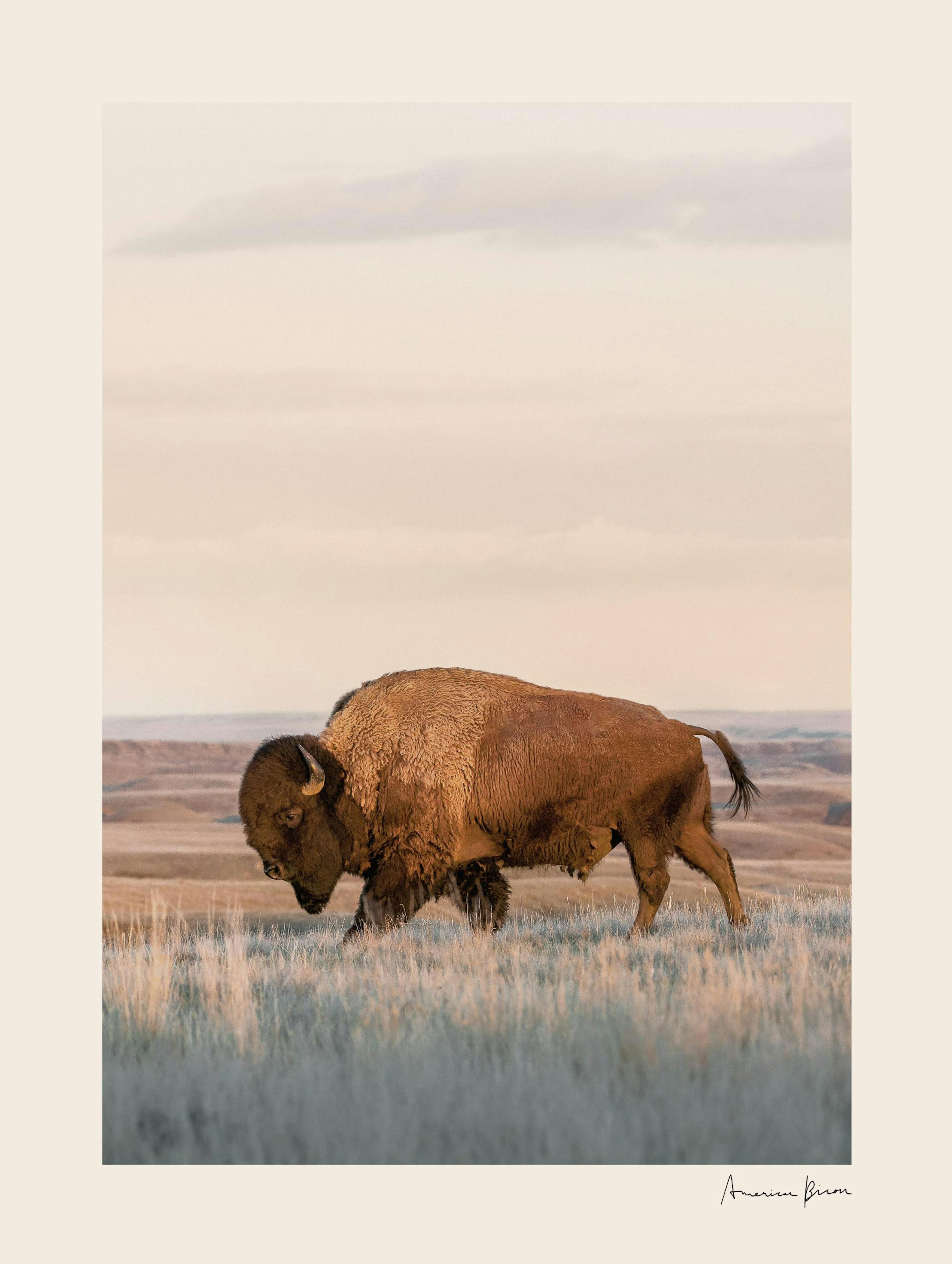 American Bison Poster thumbnail