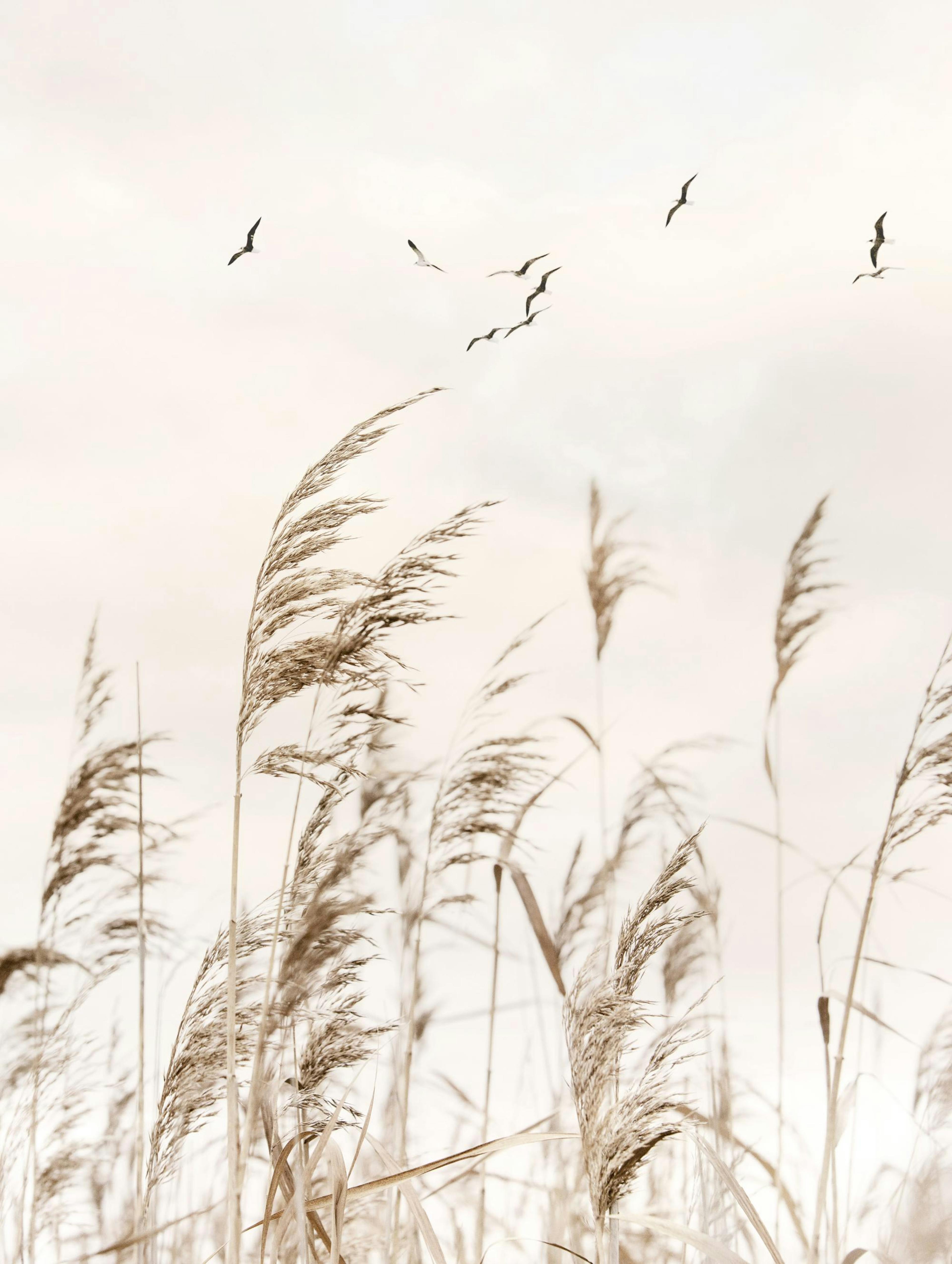 Affiche Oiseaux et Roseaux 0