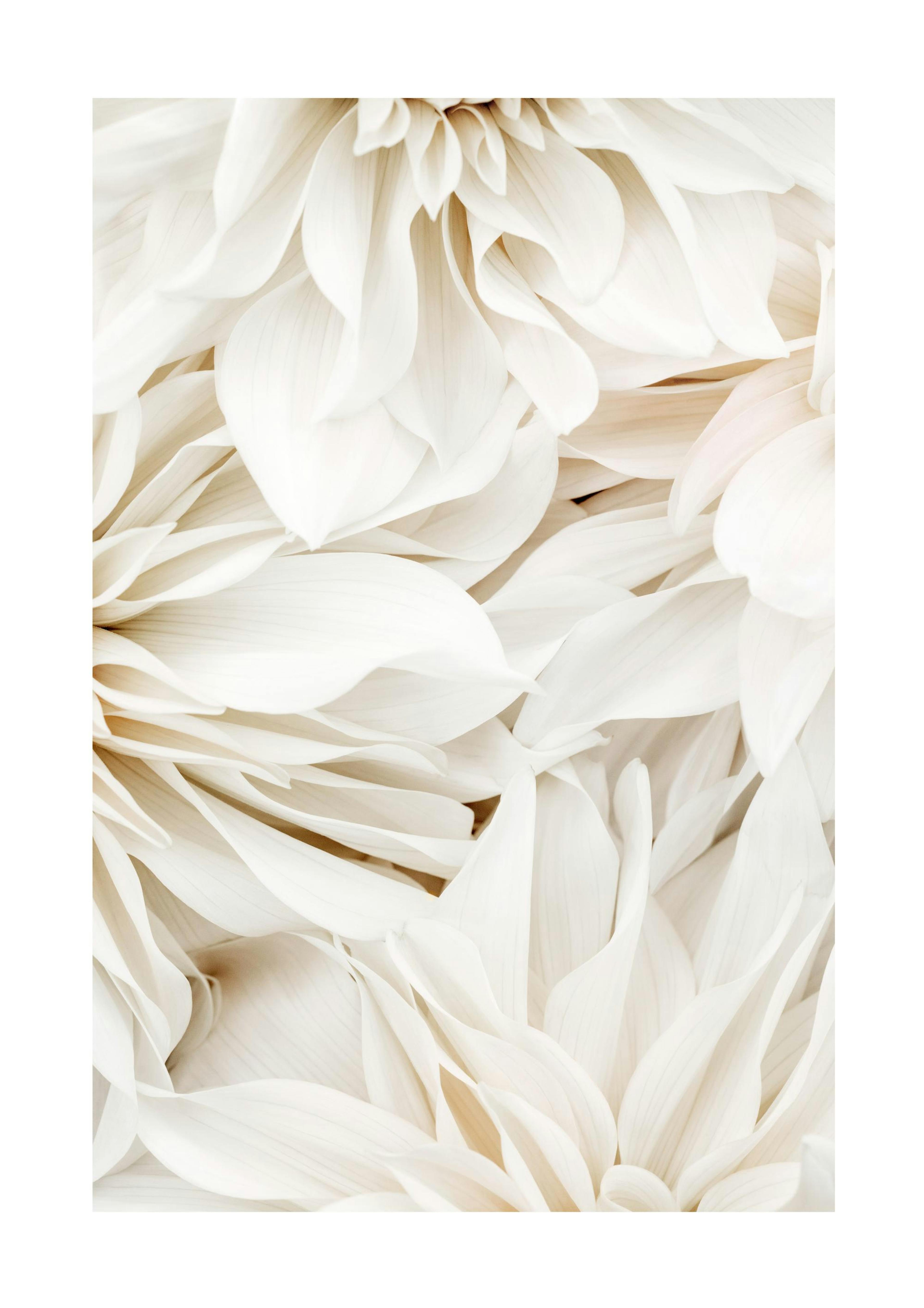 Dahlia Dream No2 Poster 0