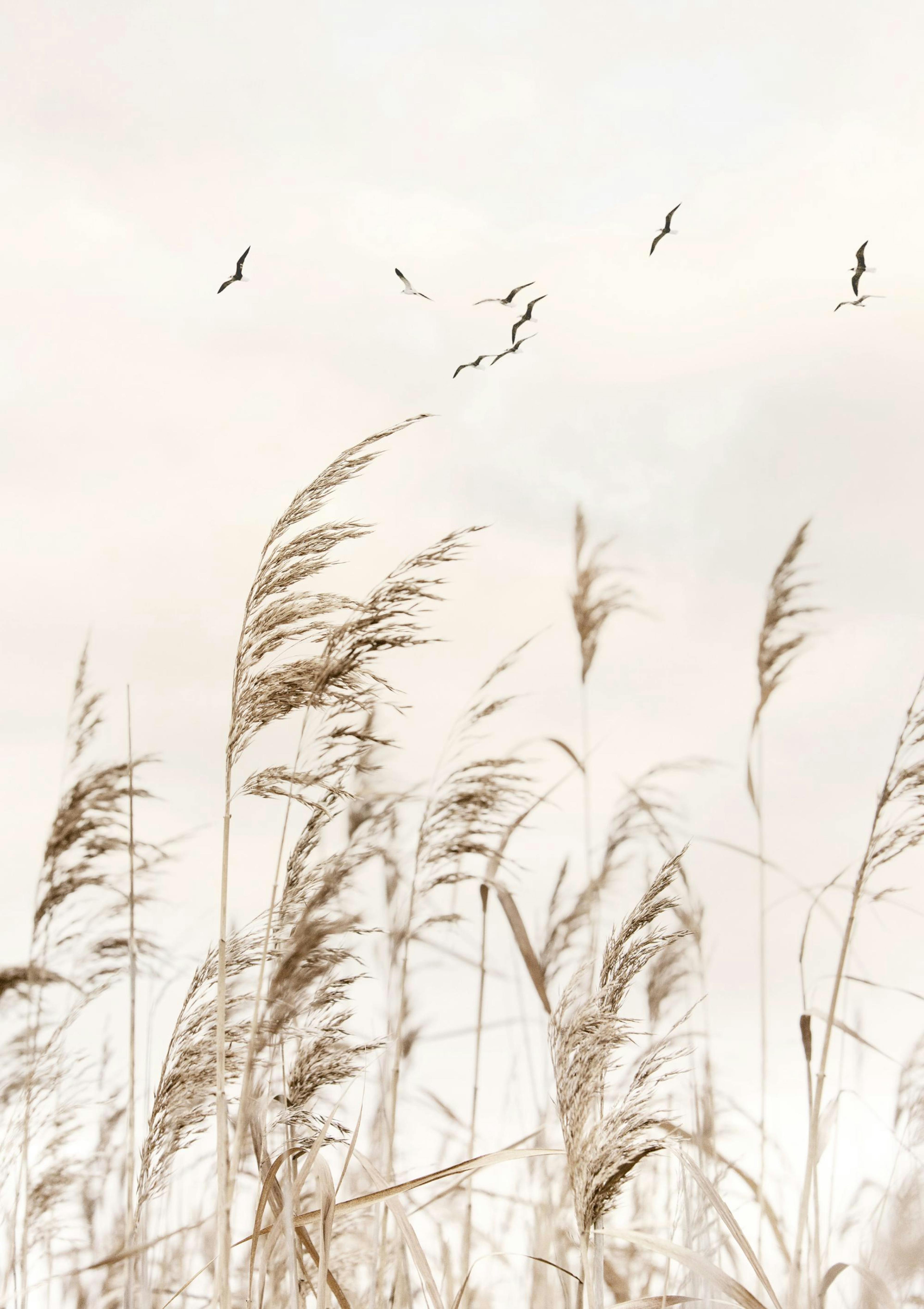 Birds over Reeds Poster thumbnail