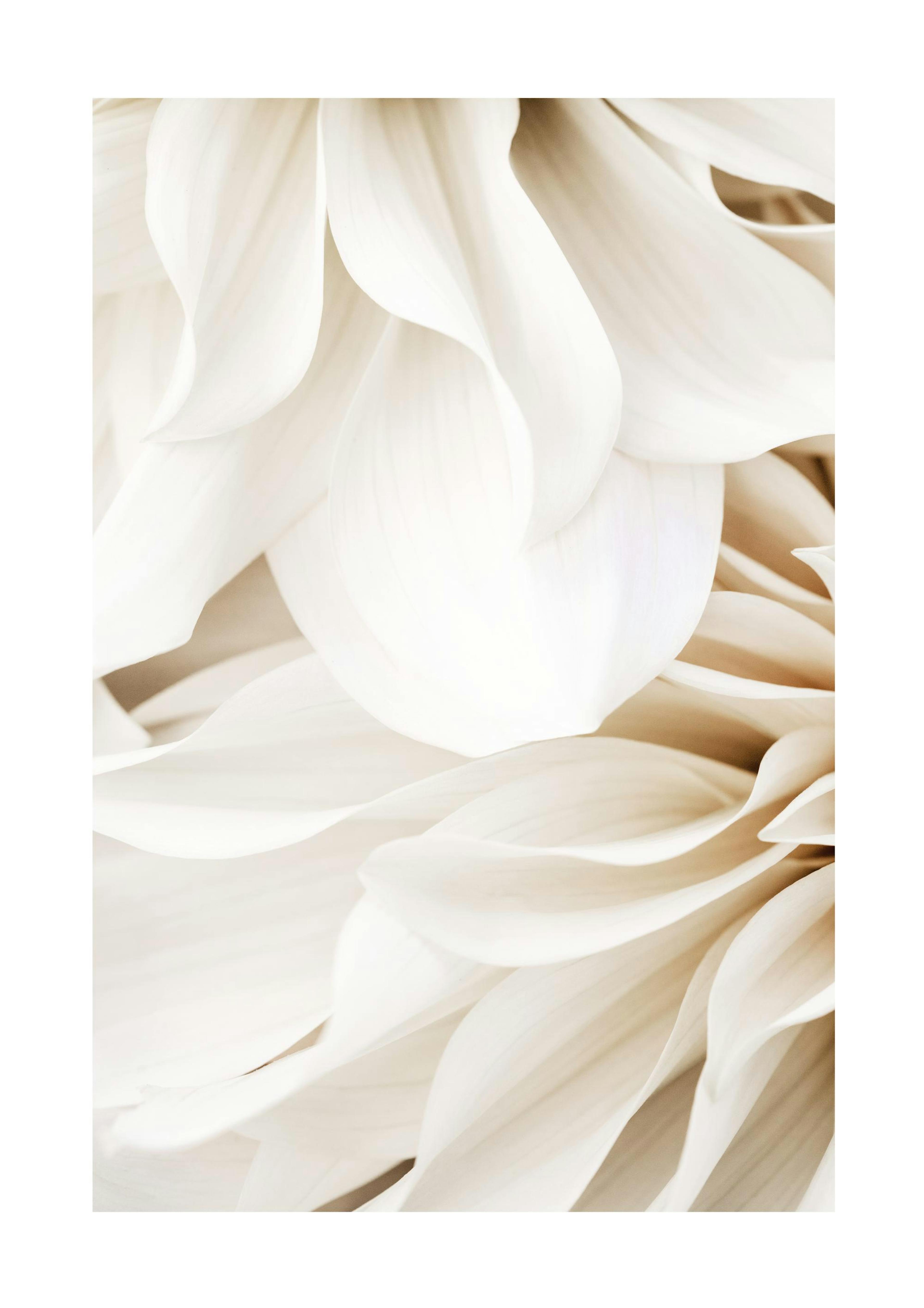 Affiche Dahlia Dream No1 0