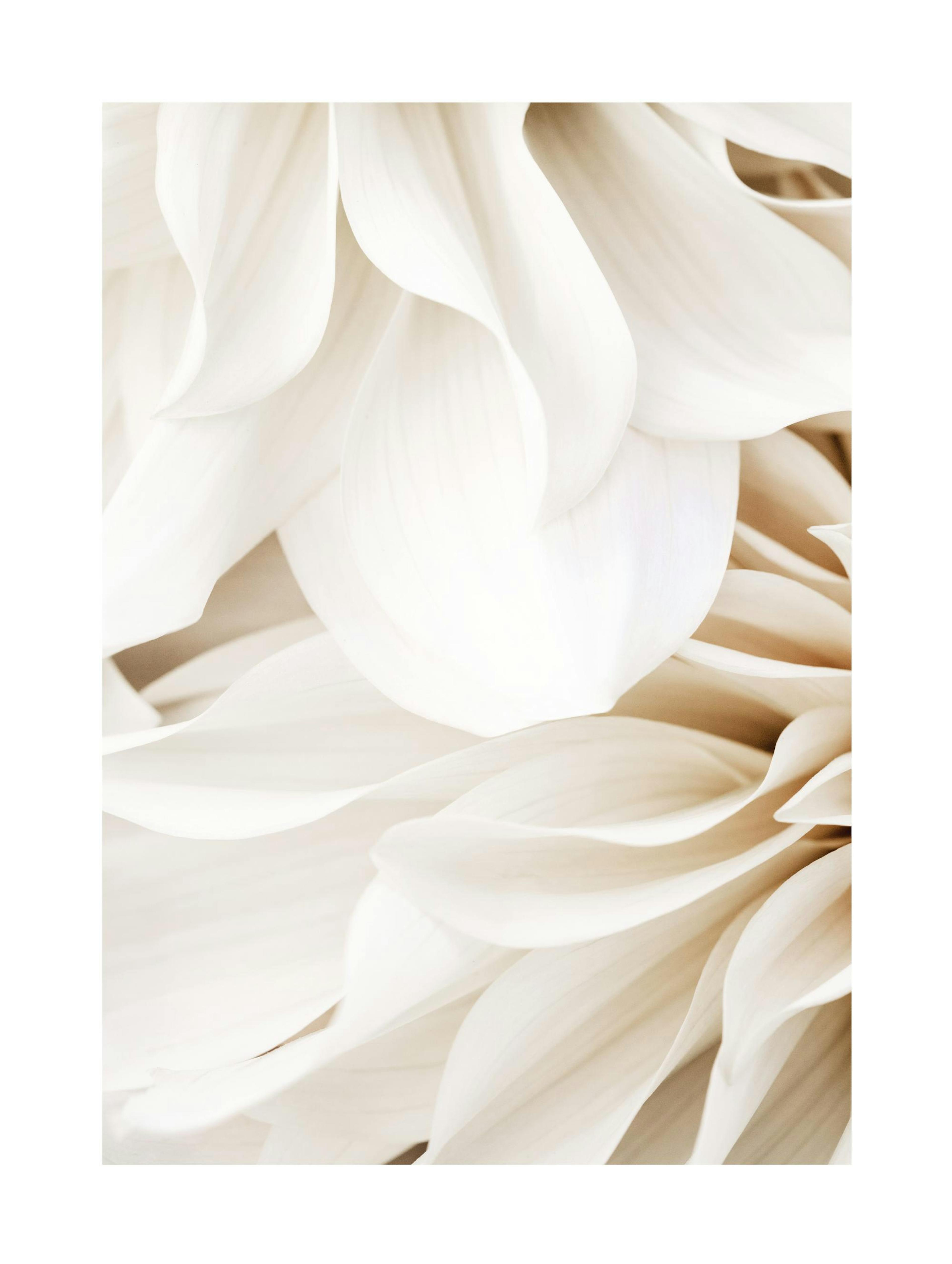 Dahlia Dream No1 Poster 0