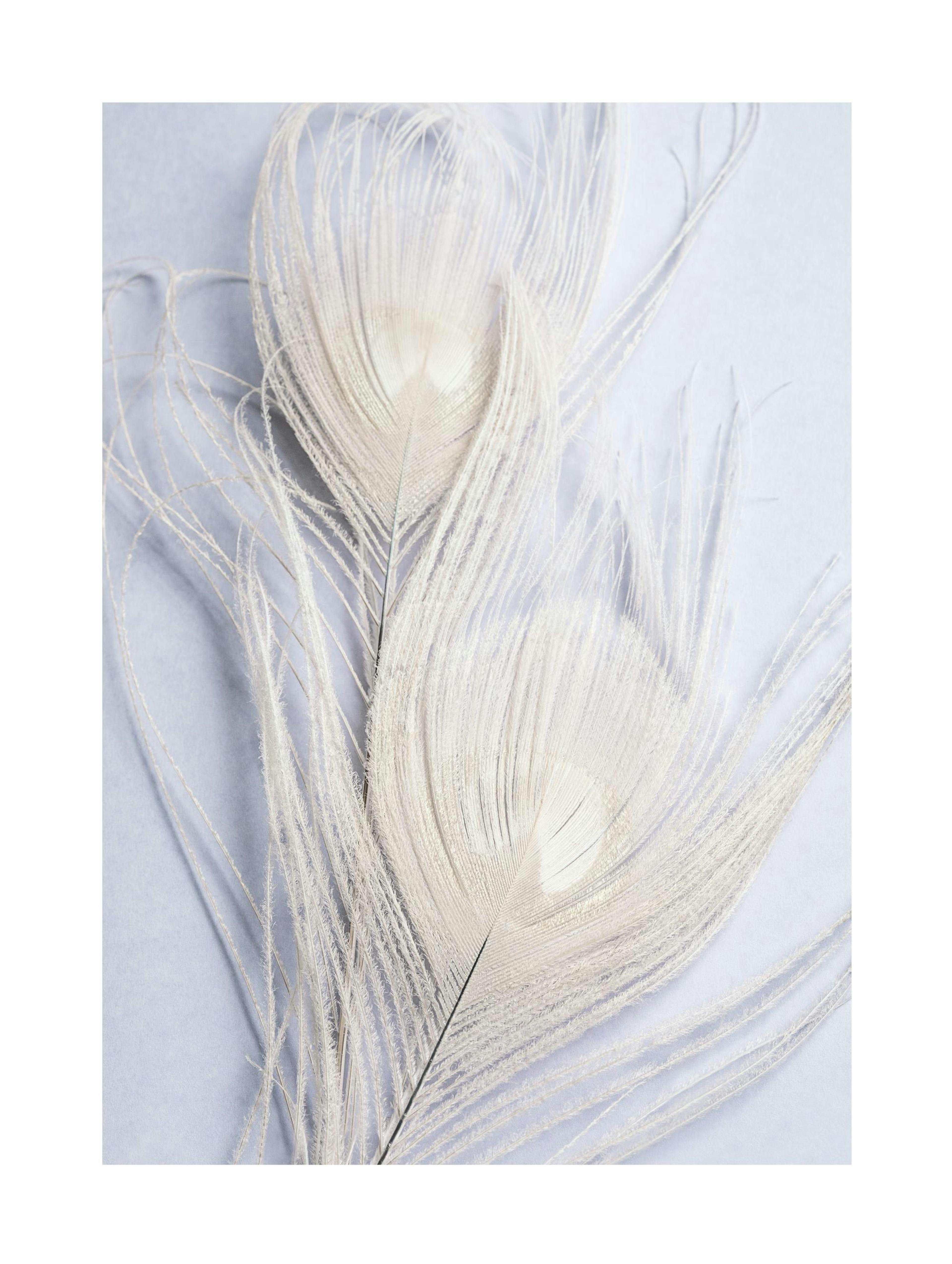 White Peacock Feathers Poster thumbnail