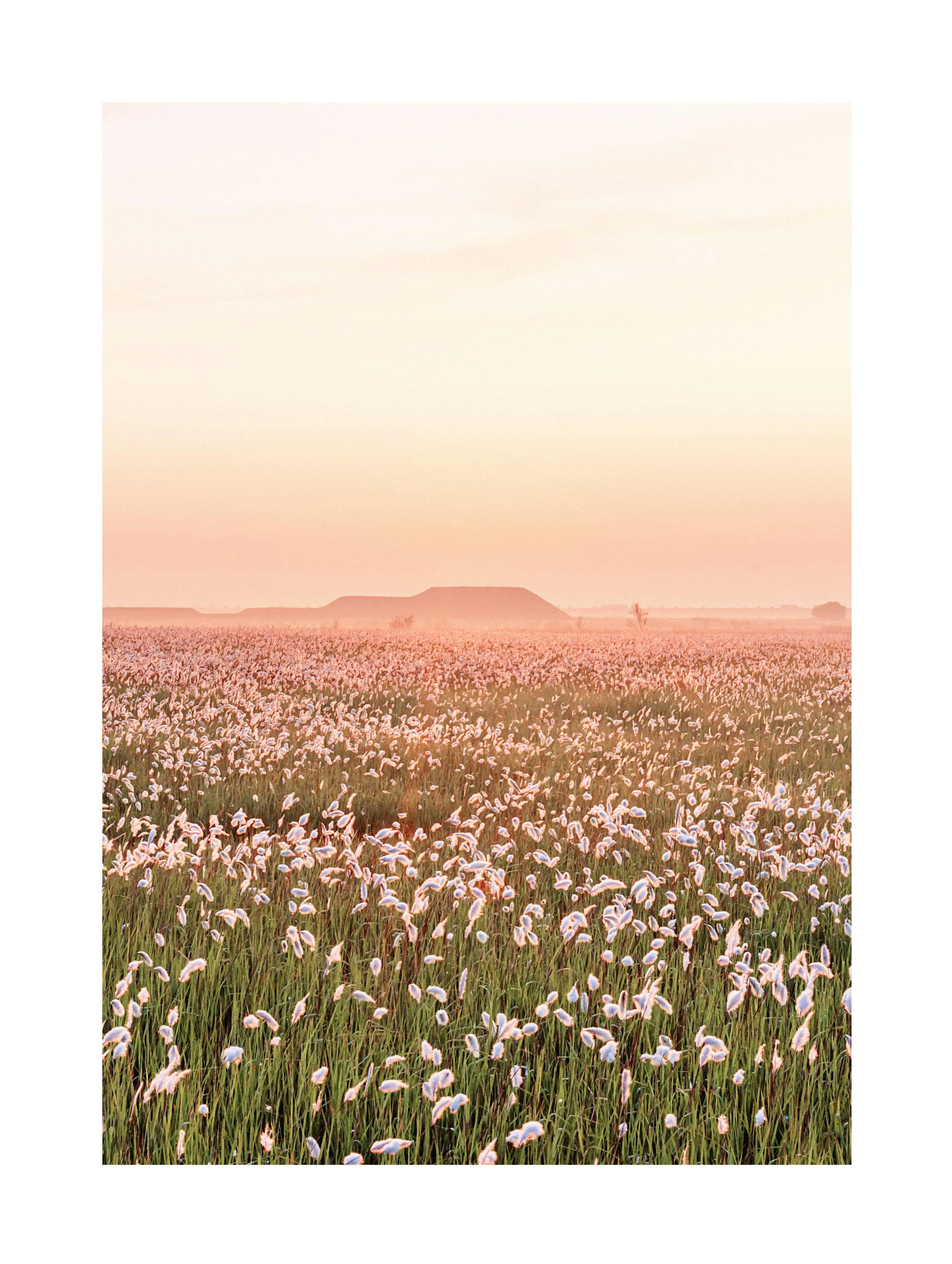 Bloemenveld bij zonsondergang poster thumbnail